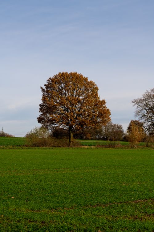 Free A solitary oak tree stands in a lush green field under a clear blue sky in fall. Stock Photo