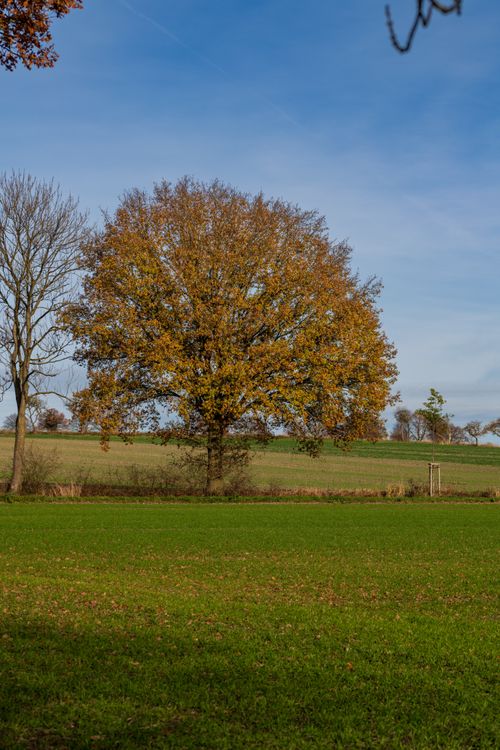 Free A large oak tree with autumn foliage in a serene countryside setting. Stock Photo