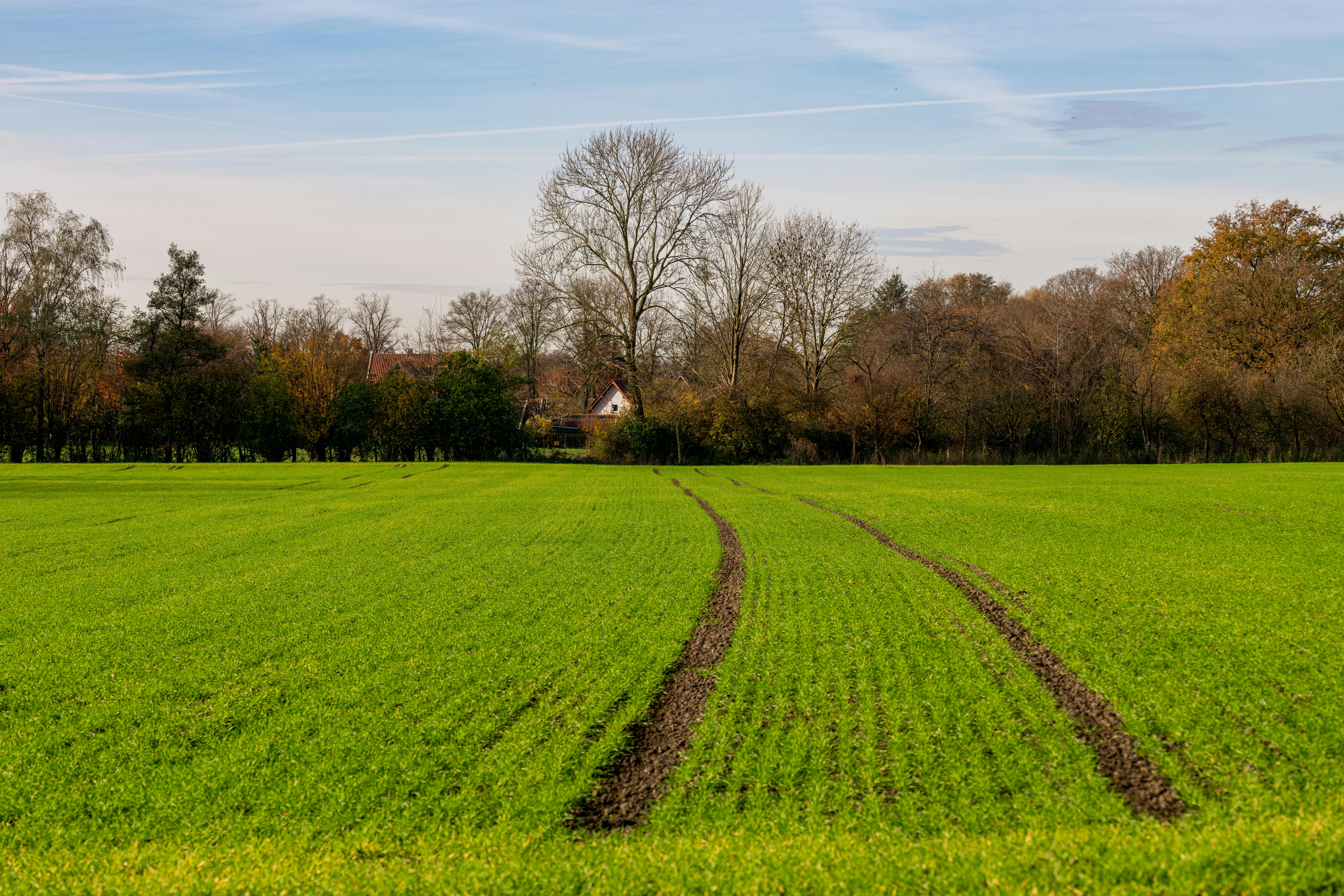 Vibrant green field with visible tire tracks, bordered by autumn-colored trees under a clear sky.