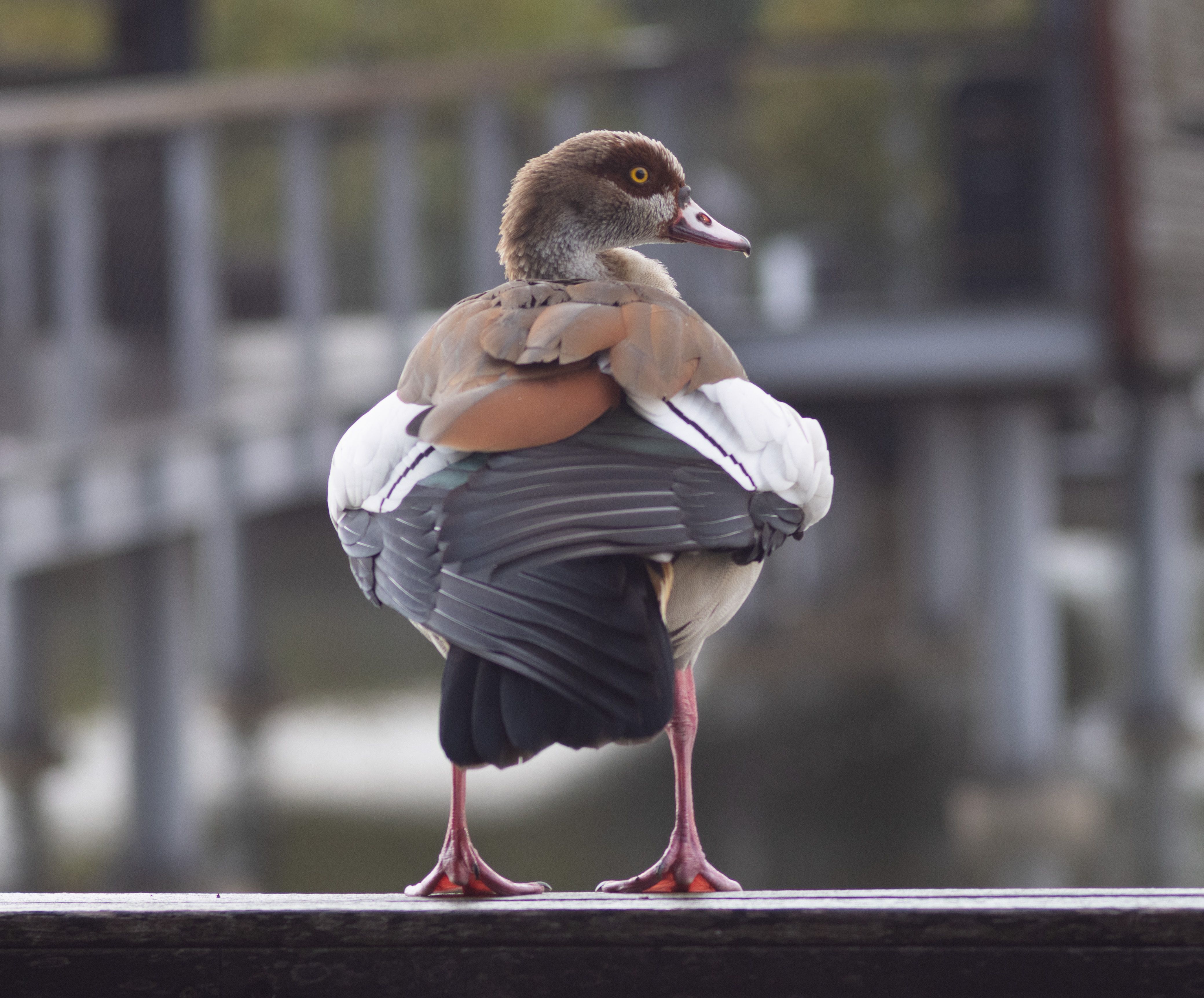 Egyptian Goose Standing on Bridge in Hod Hasharon · Free Stock Photo