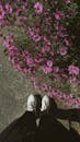 Casual Stroll with Pink Asters in View