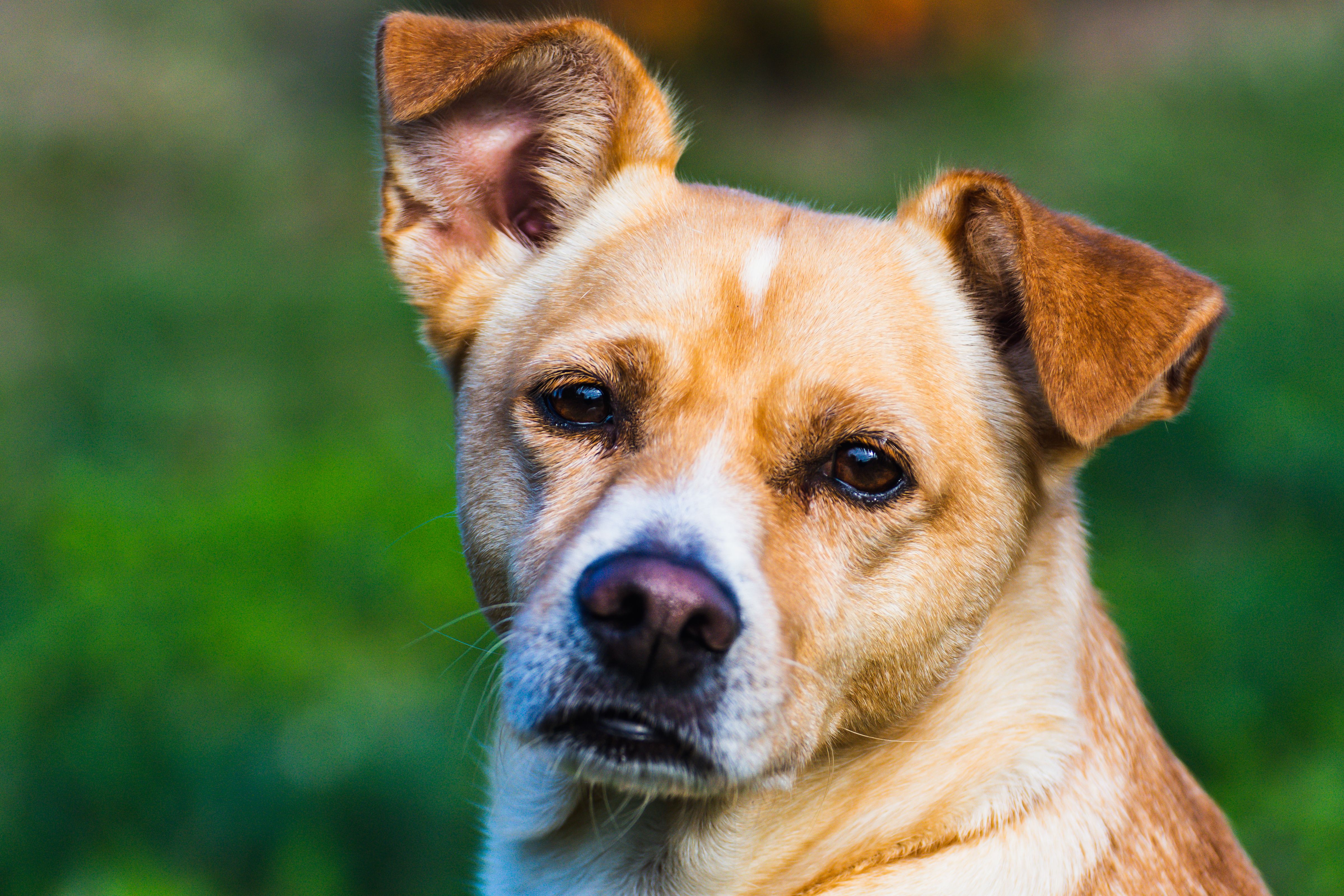 Veterinary care for a dog