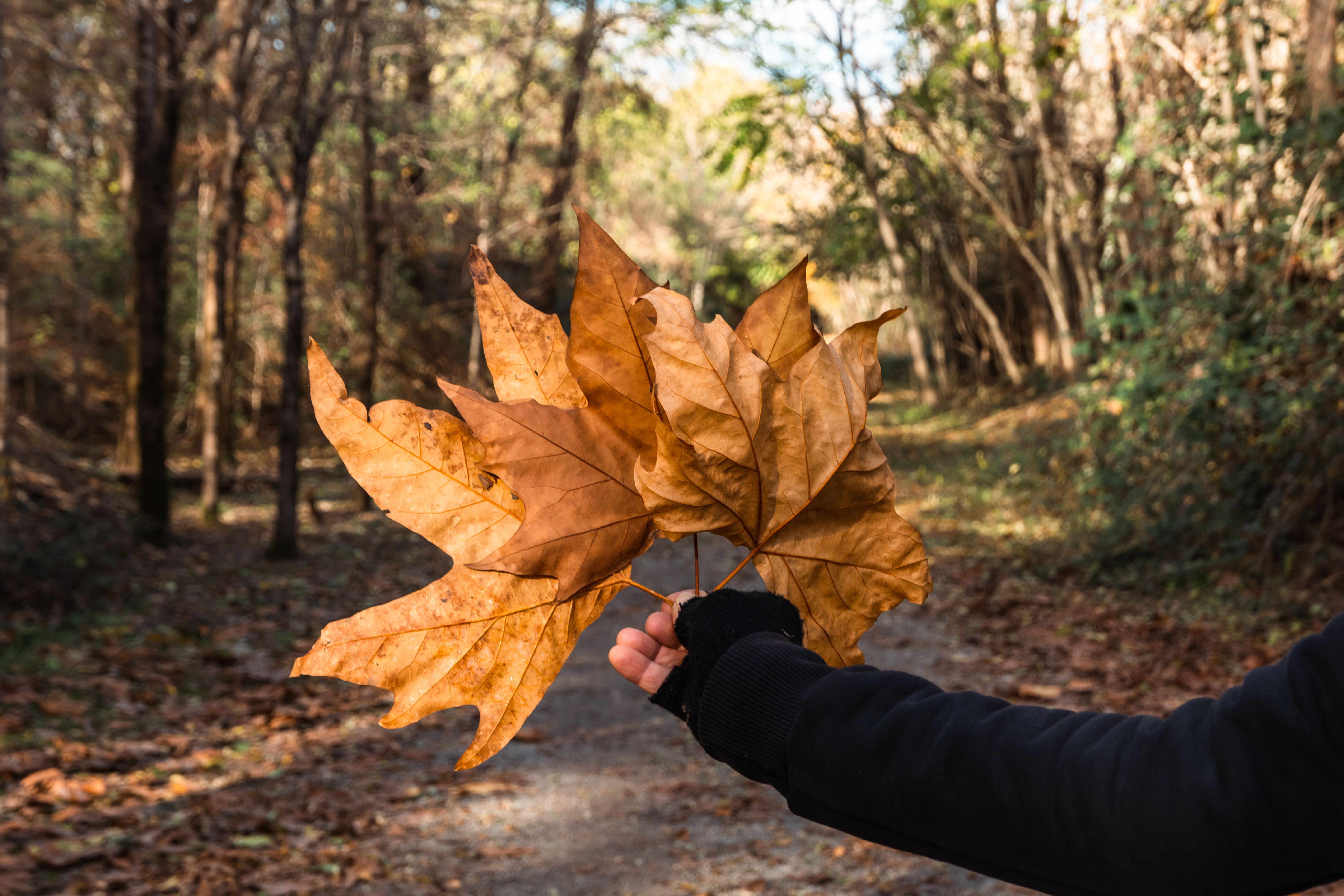 Hand Holding Autumn Leaves in Forest Pathway · Free Stock Photo