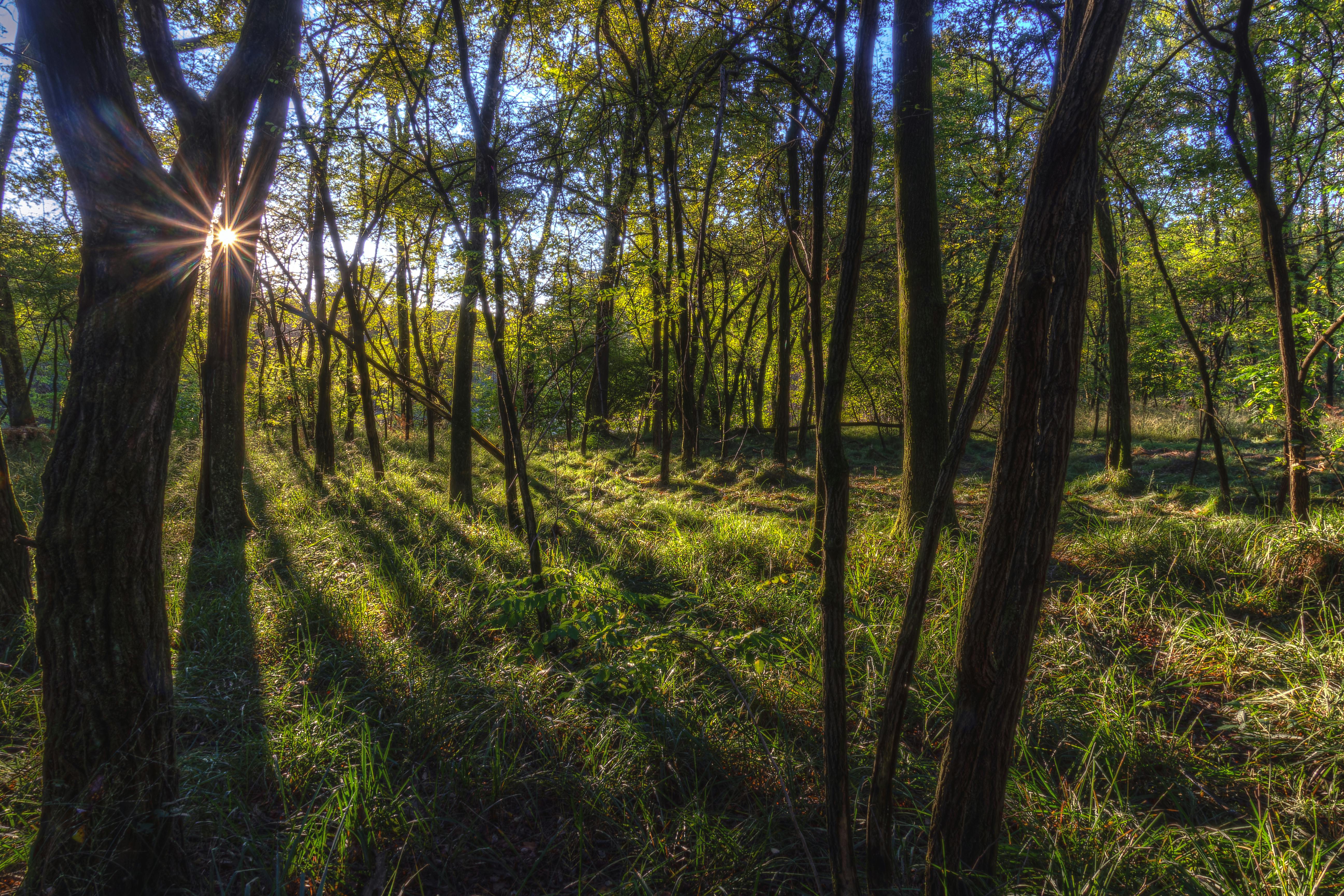 DuPage Forest Preserve executive director leaving for city manager job in Florida — Photo by Rino Adamo on Pexels