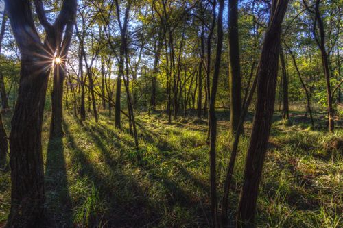 Free A serene forest with sun rays casting long shadows among trees in a lush, grassy setting. Stock Photo
