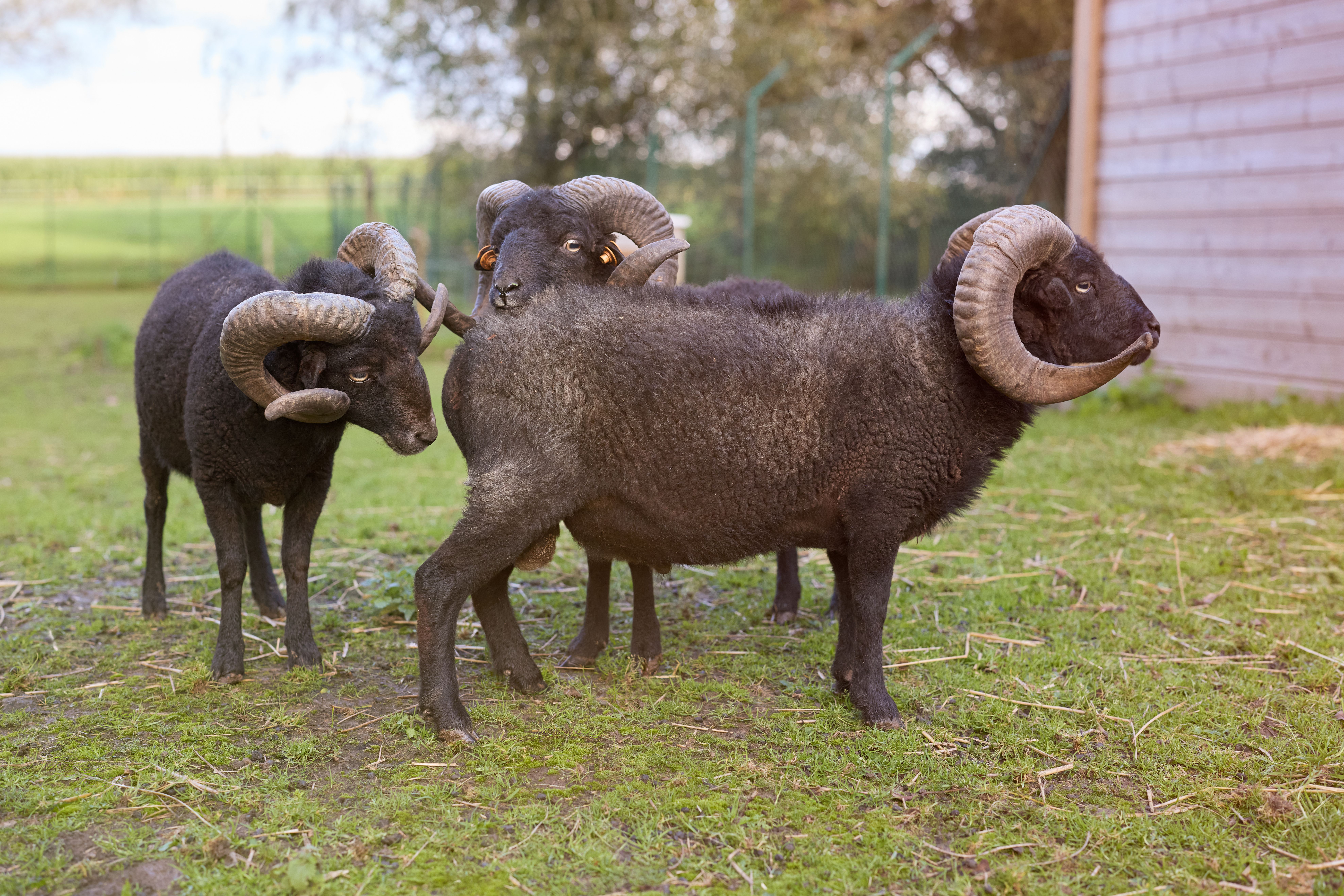 Three Ouessant rams with horns standing on a grassy farm pasture outdoors.