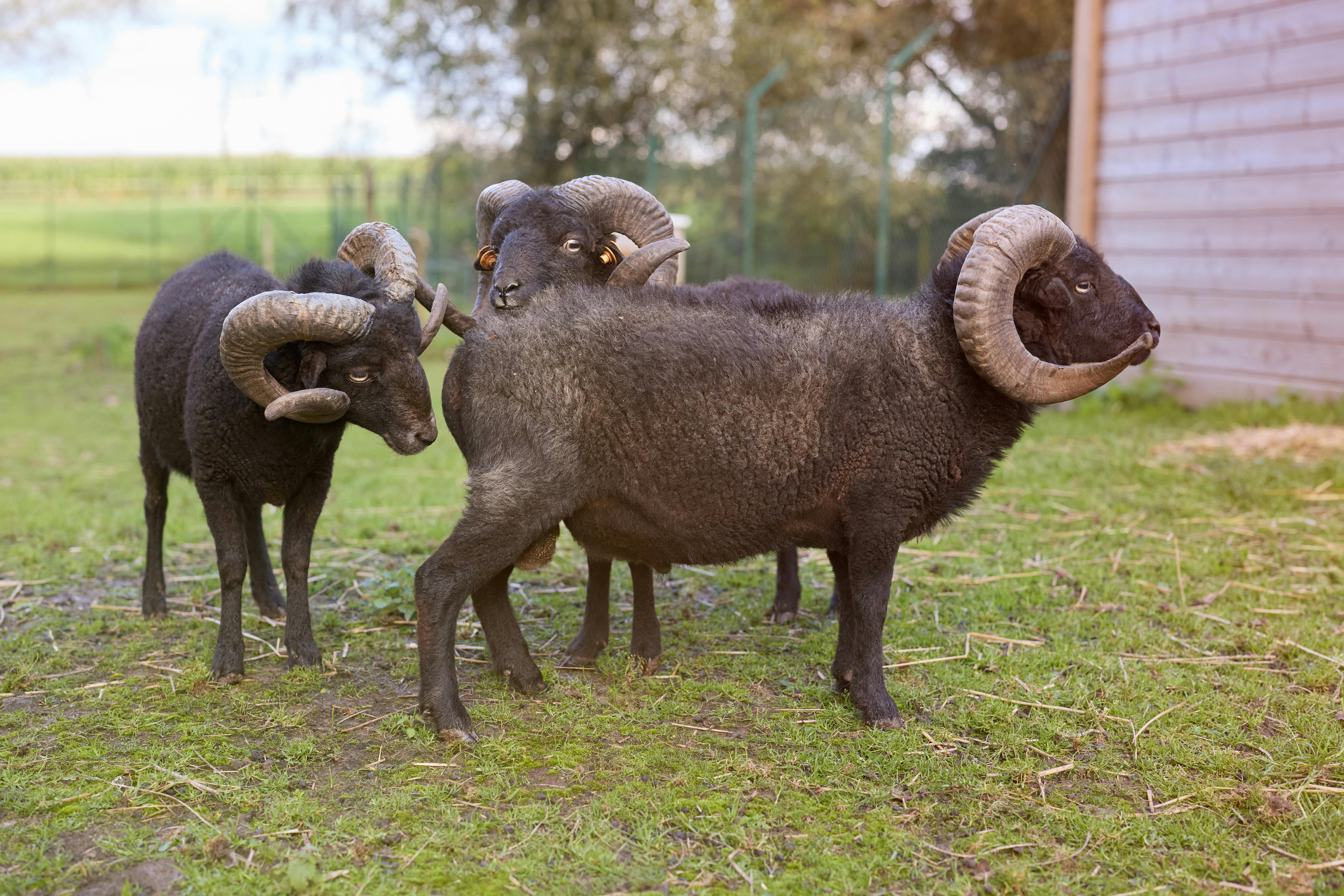 grátis Três carneiros da raça Ouessant com chifres, em pé num pasto gramado ao ar livre. Foto profissional