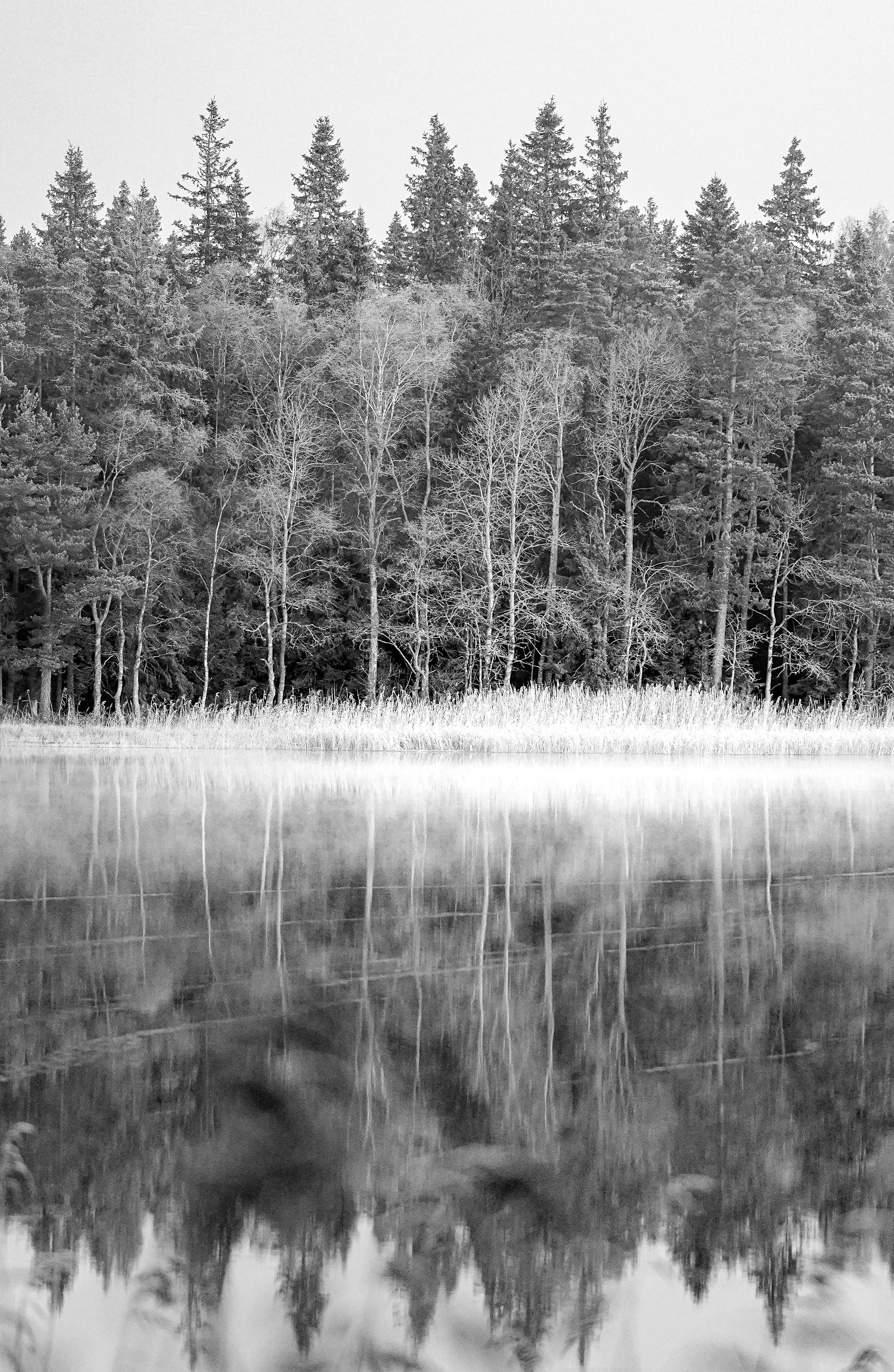 Captivating black and white image of a tranquil forest reflecting on a calm lake surface.