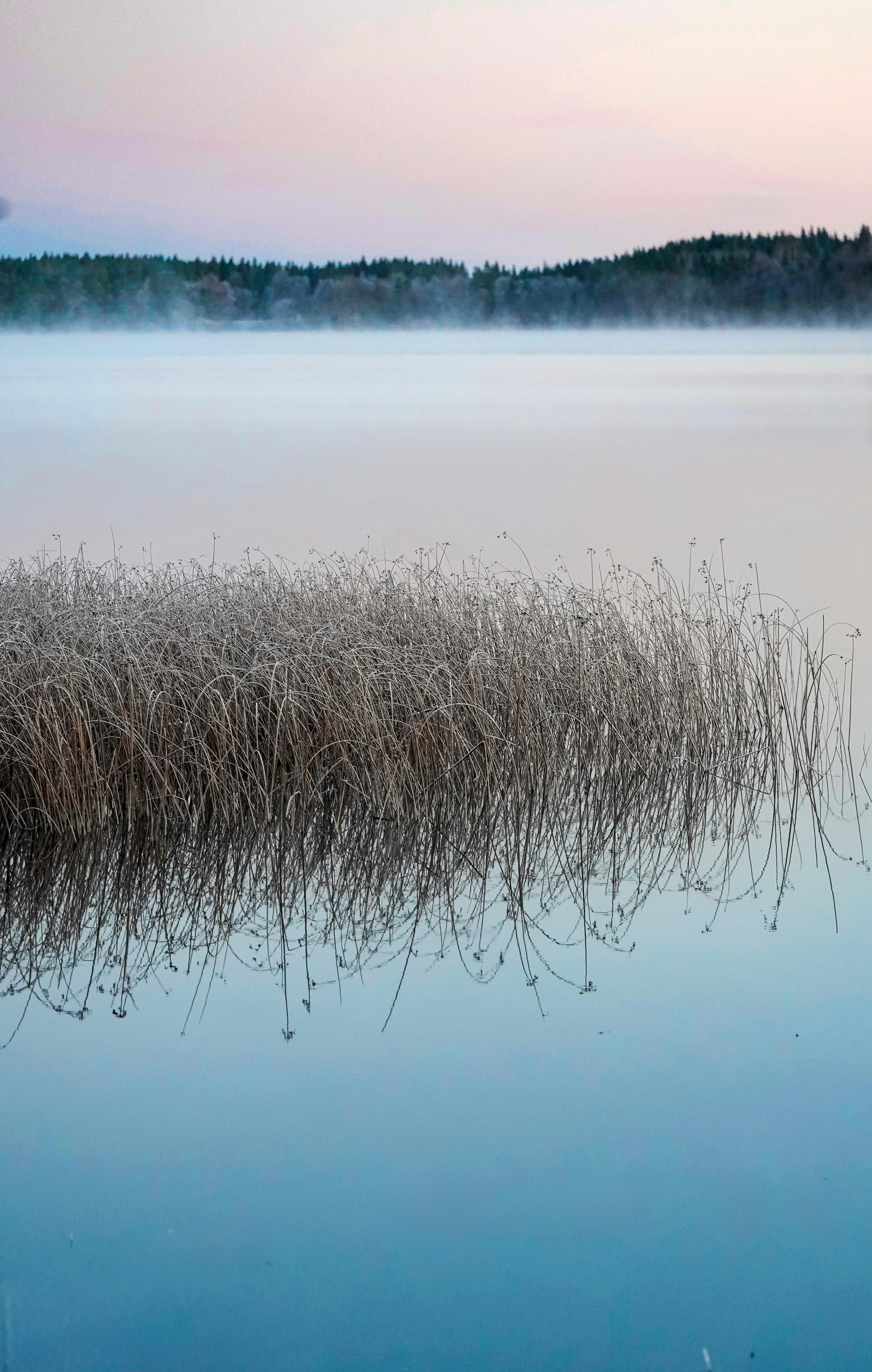Calm lake with misty reflections at dawn, featuring tranquil reeds and soft pastel sky.