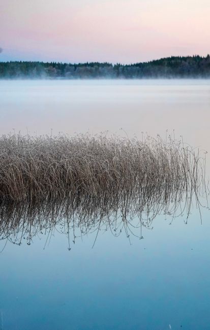 Calm lake with misty reflections at dawn, featuring tranquil reeds and soft pastel sky.