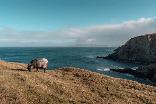 Scenic view of a sheep grazing on grassy cliffs by the sea under a clear blue sky.