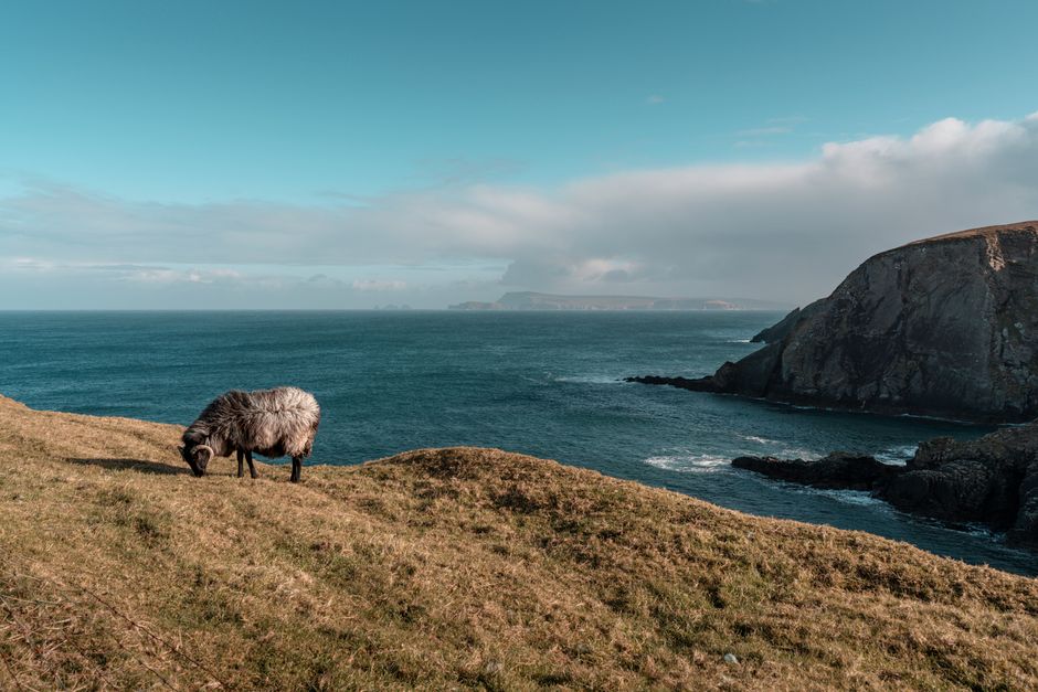 Scenic view of a sheep grazing on grassy cliffs by the sea under a clear blue sky.