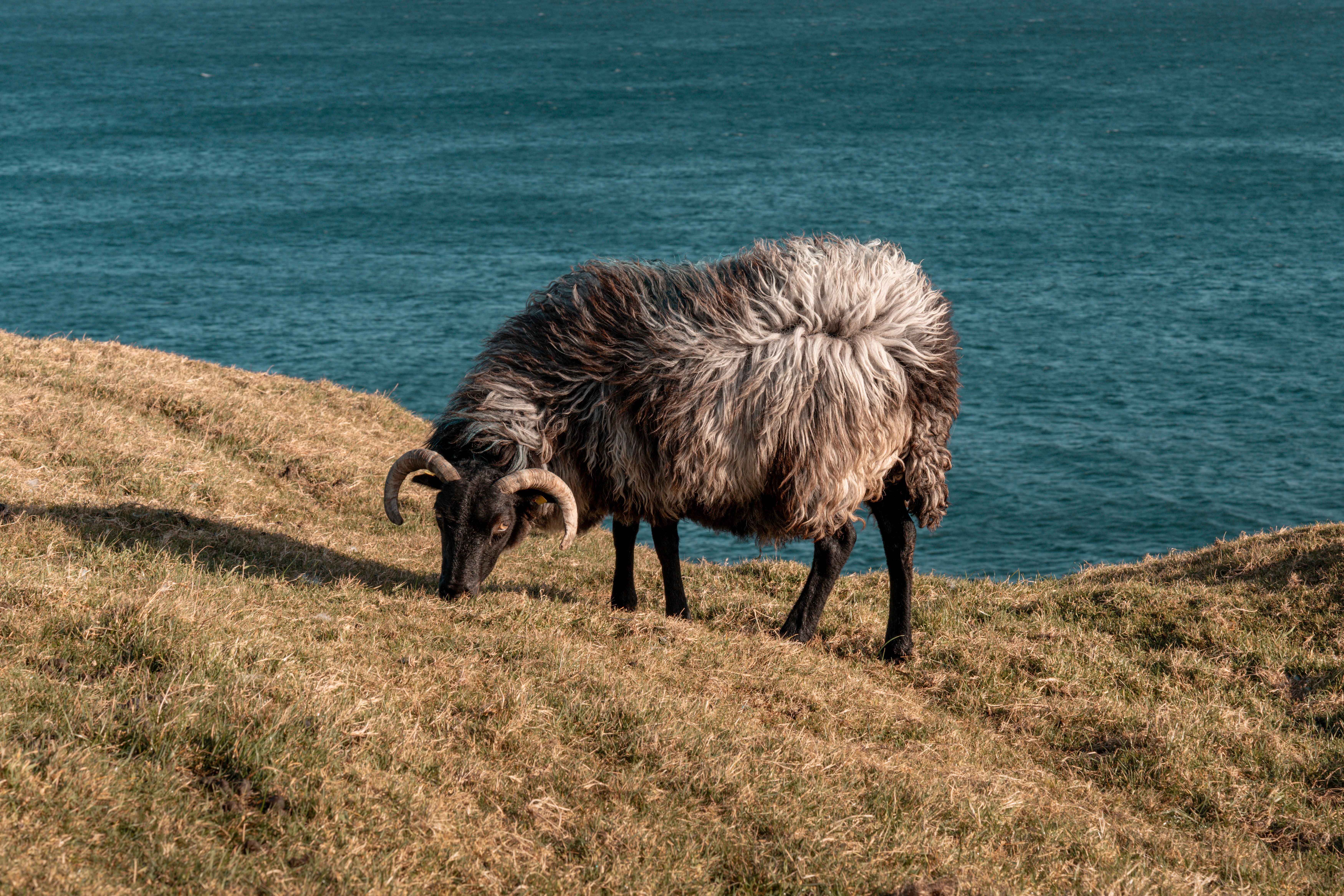 A lone sheep grazes on the grassy cliffside with a stunning view of the Irish coast and blue sea.