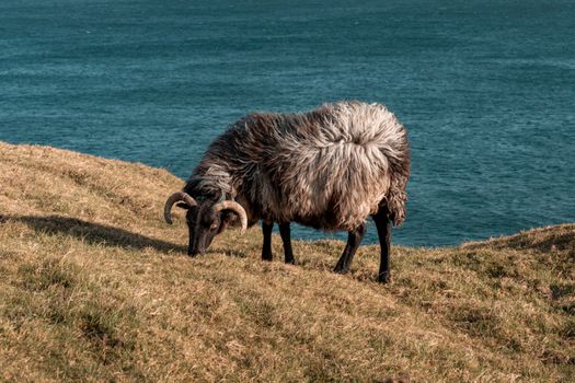 A lone sheep grazes on the grassy cliffside with a stunning view of the Irish coast and blue sea.