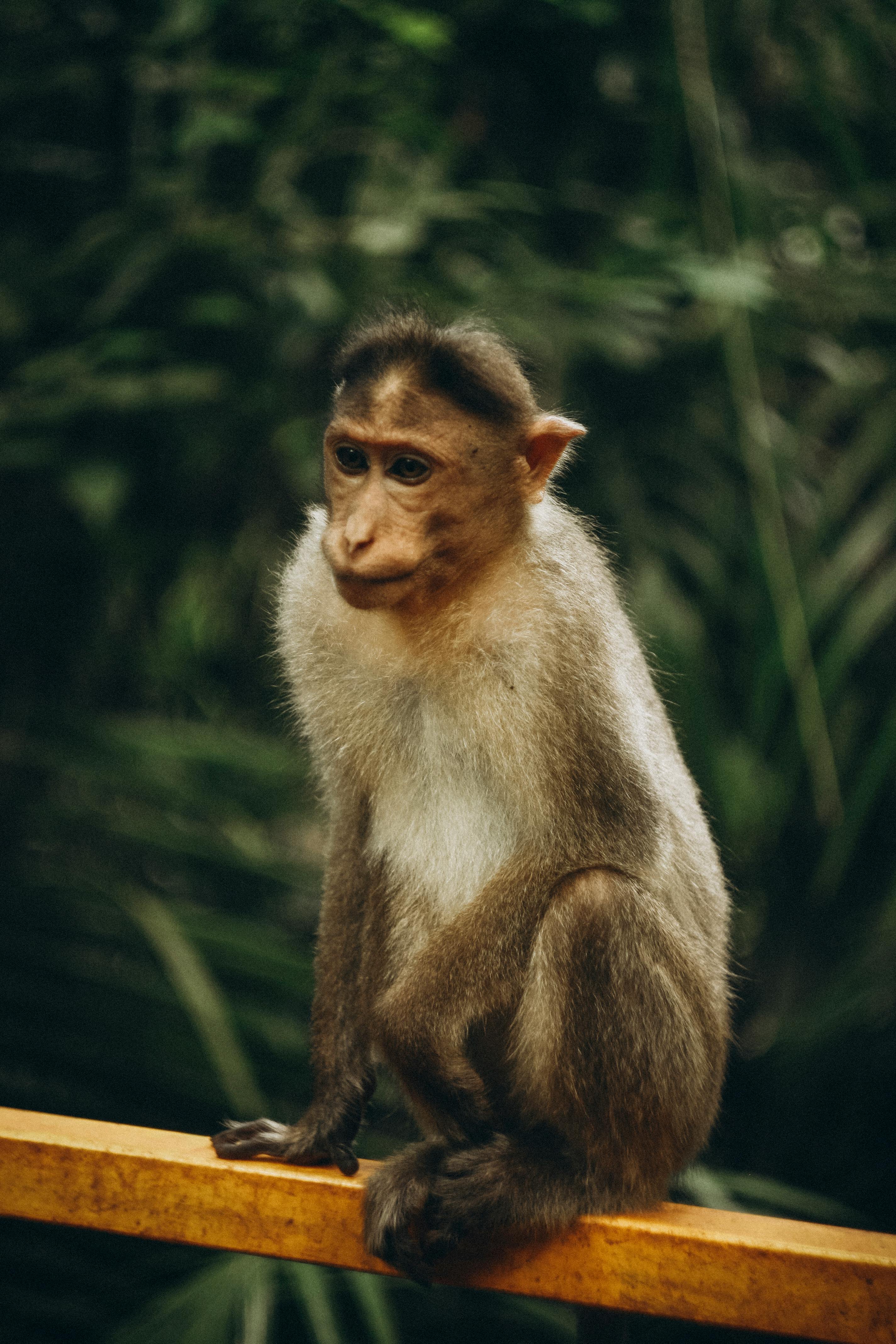 Green Monkey Photos, Download The BEST Free Green Monkey Stock