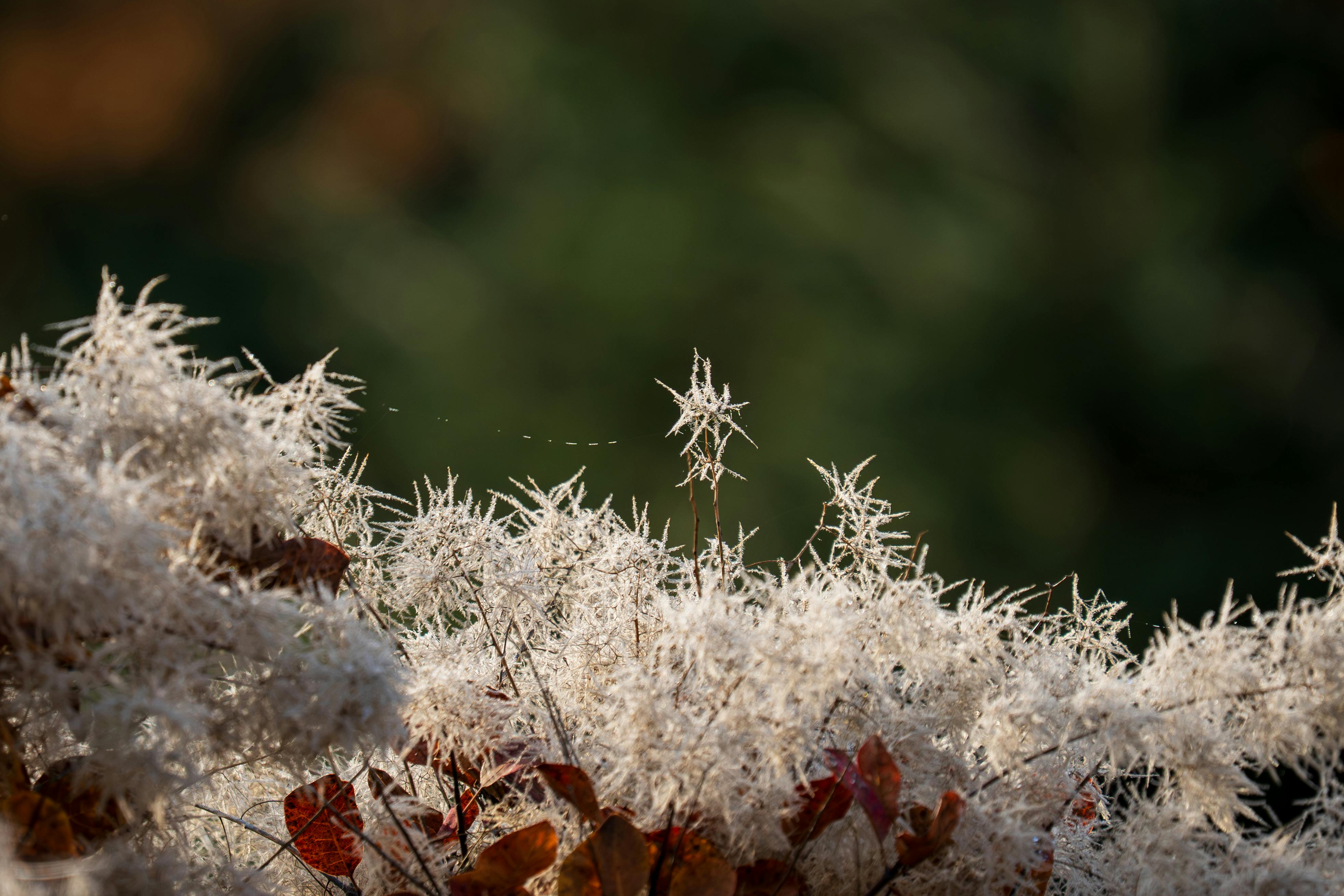 圖輯直擊巴西貝倫COP30大遊行 環保聲浪席捲國際