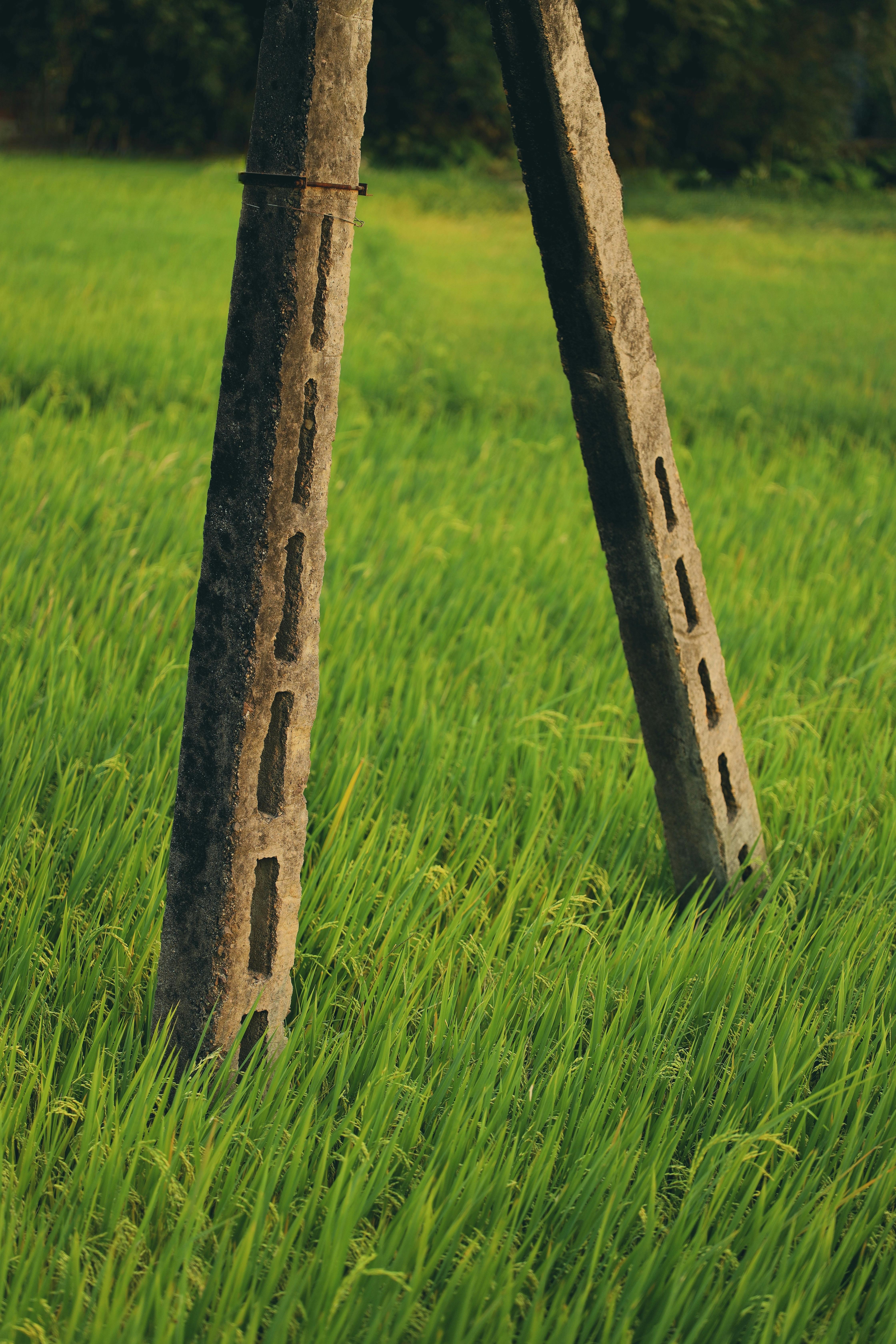 grátis Pilares de concreto se erguem em meio a um vibrante arrozal verde em Gia Lai, no Vietnã. Foto profissional