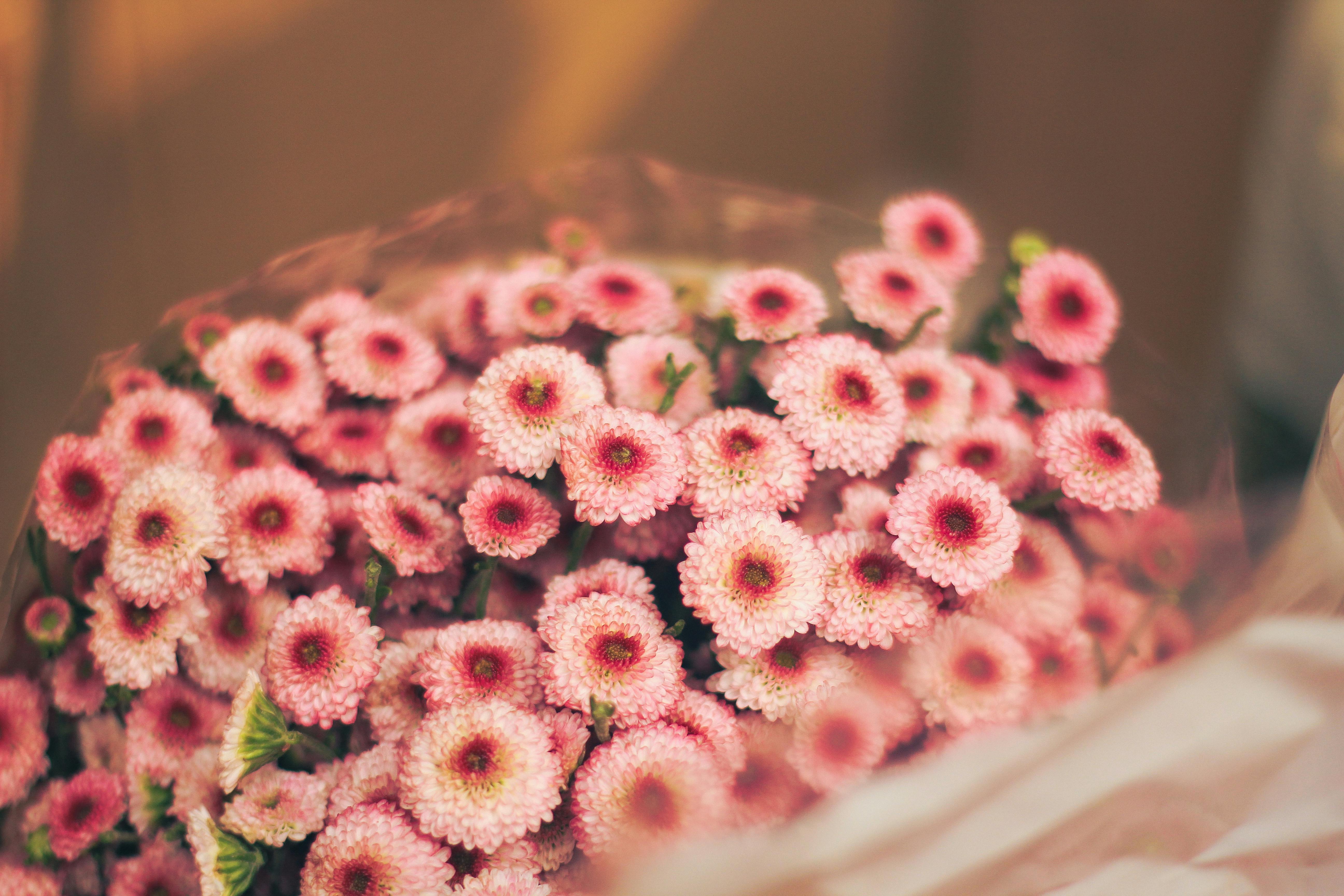 [ColoSach]-a-stunning-arrangement-of-pink-chrysanthemums,-capturing-the-beauty-and-elegance-of-nature.