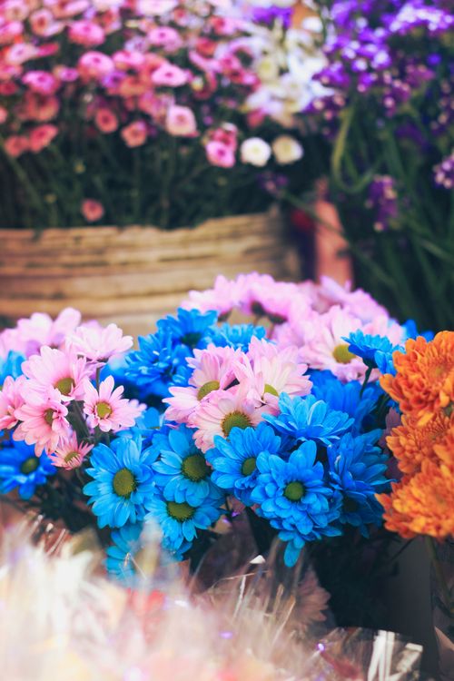 Free A colorful assortment of pink, blue, and orange flowers at a vibrant market in Dhaka, Bangladesh. Stock Photo