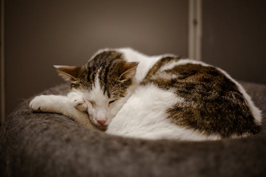 Free stock photo of abstract photography, adorable animals, adorable cat