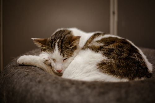 Free Adorable stray cat sleeping peacefully outdoors in Istanbul. Captures the charm of street life. Stock Photo