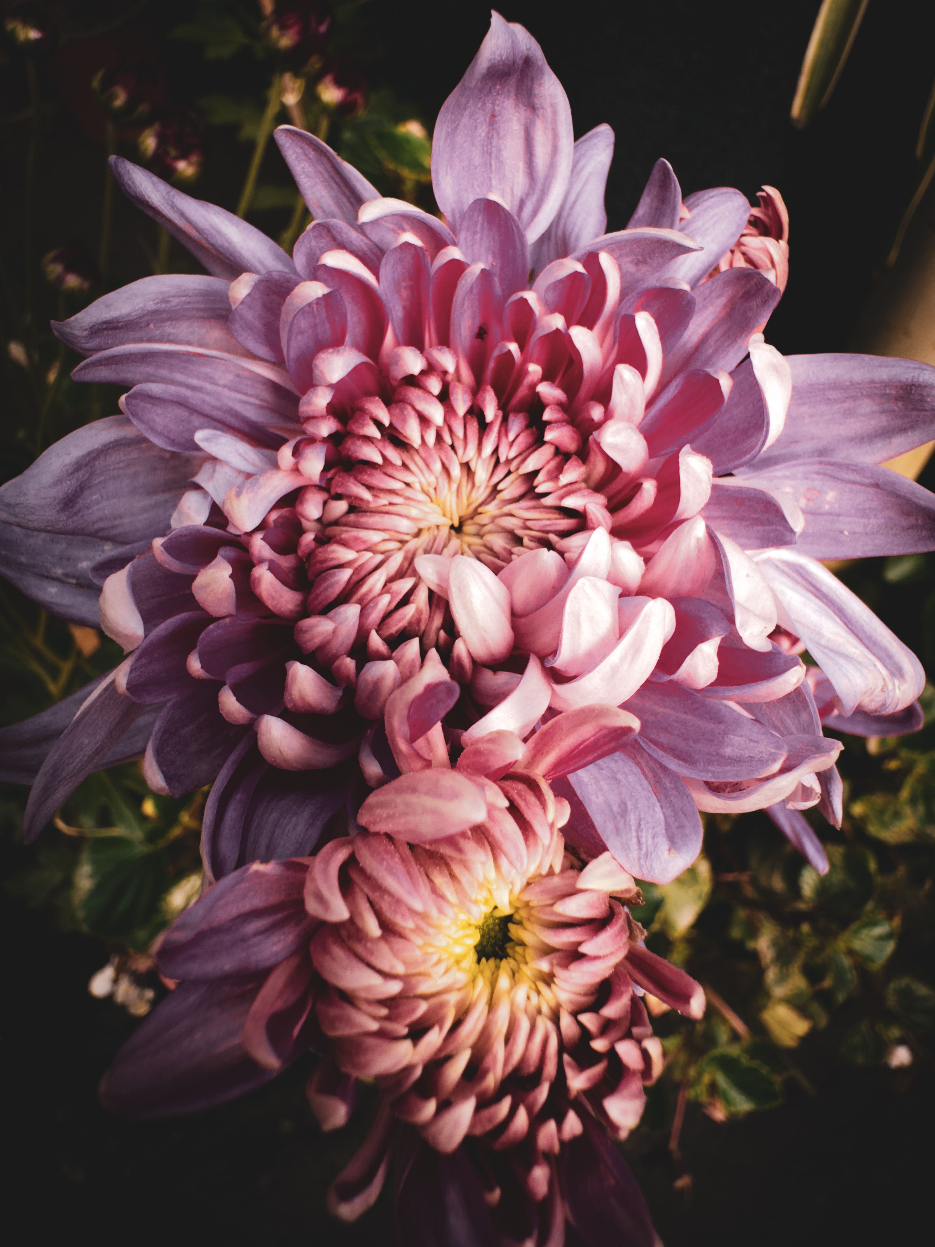 Whyre Chrysanthemum Photos, Download The BEST Free Whyre Chrysanthemum ...