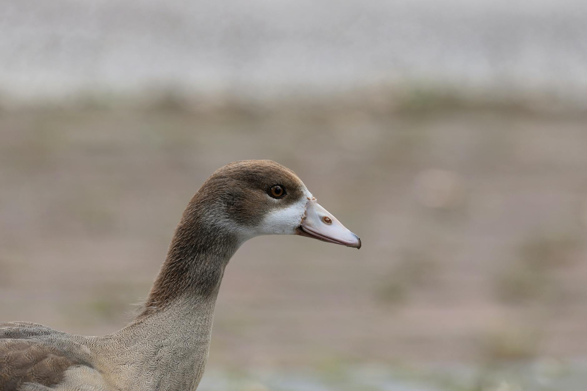 A peaceful close-up of an Egyptian Goose in natural surroundings, highlighting its beautiful plumage.
