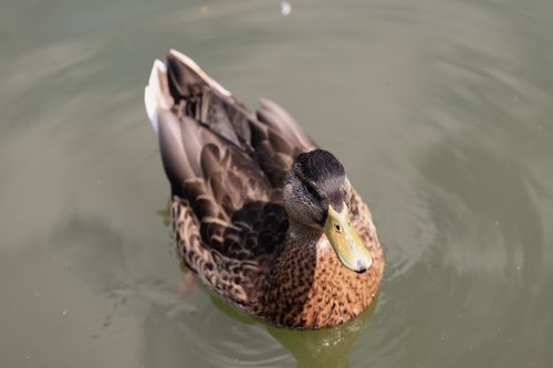 Free A detailed view of a mallard duck swimming in clear pond water. Stock Photo