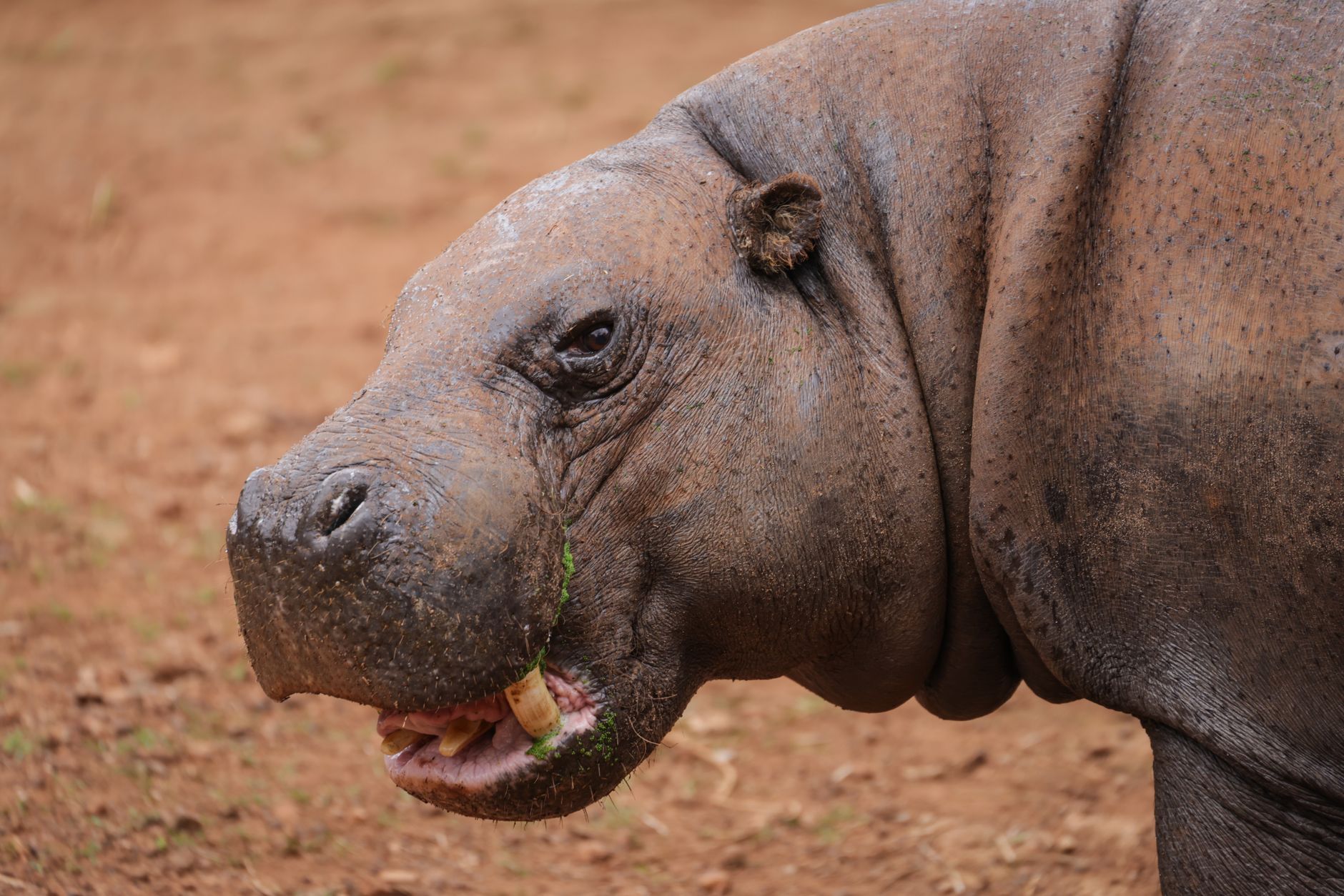 Rejecting Animal Why would an animal reject its baby? - The Institute for Environmental ...