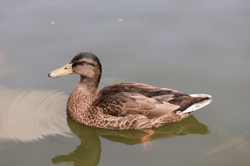 Free A beautiful mallard duck swimming gracefully on a tranquil pond. Stock Photo