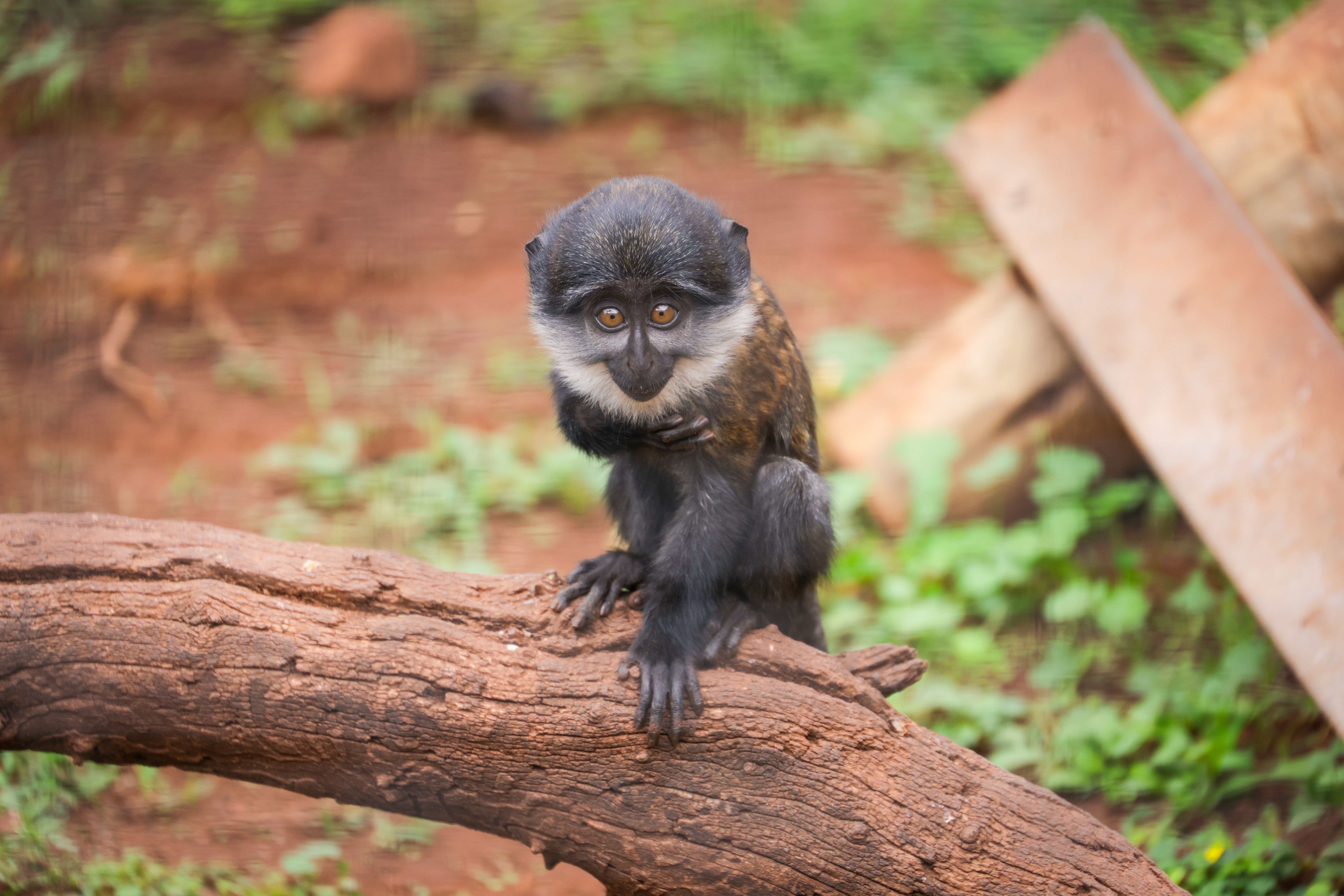 Young Monkey on a Log in Natural Habitat · Free Stock Photo