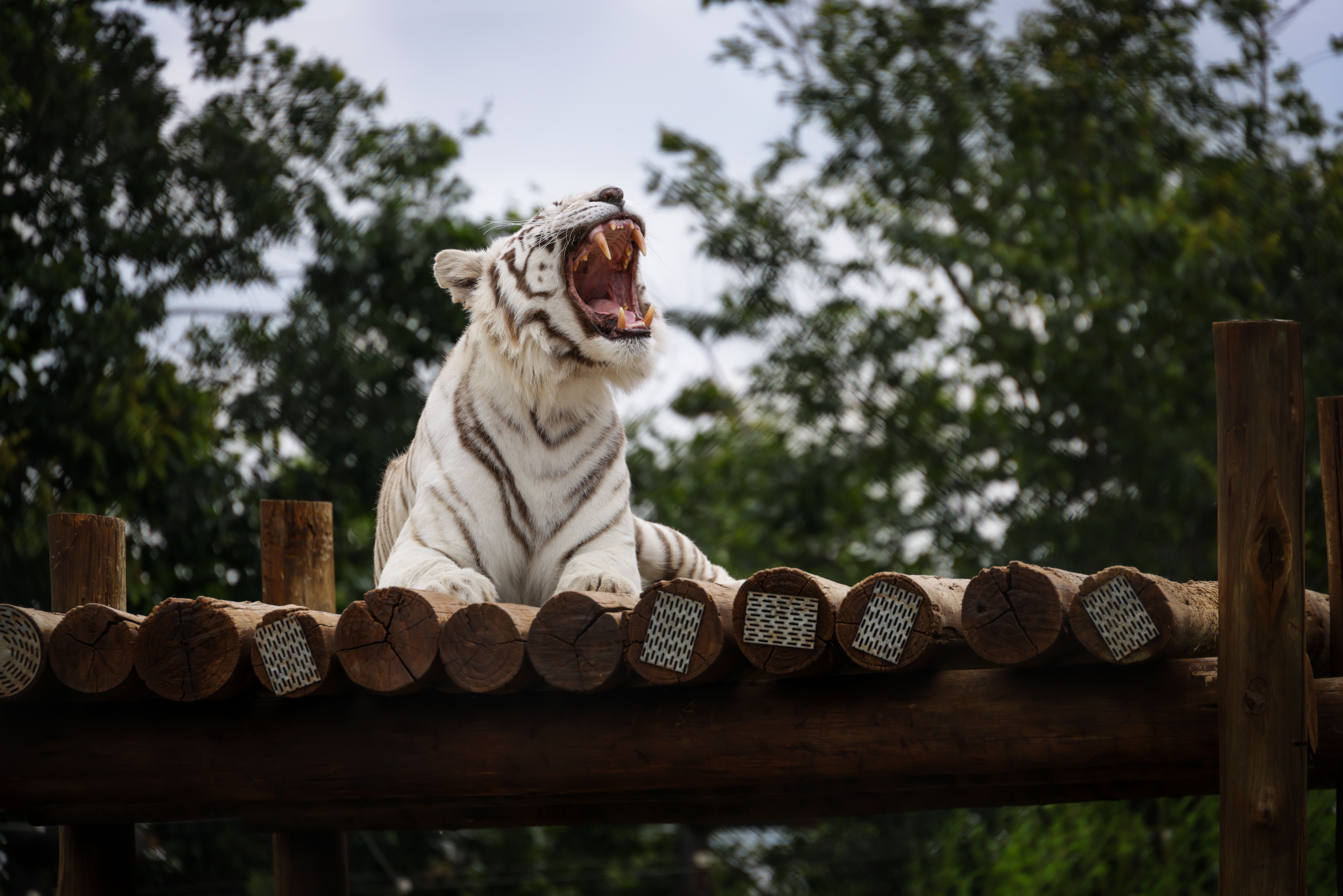 tiger roaring purring