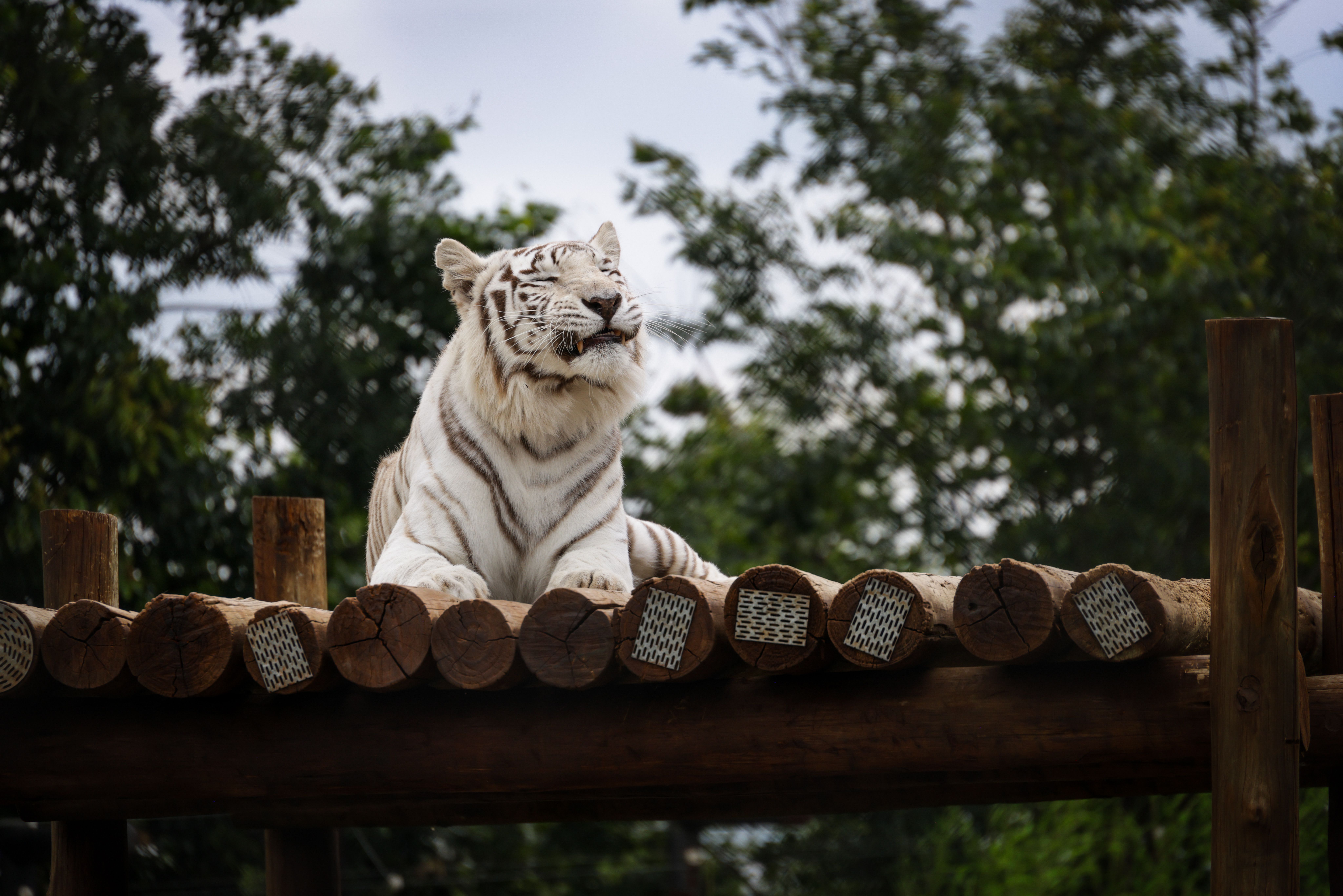 Majestic White Tiger Resting in Natural Habitat · Free Stock Photo