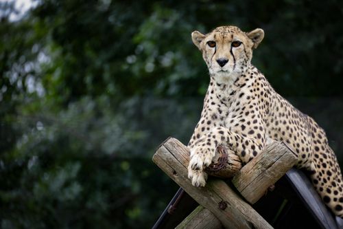 Free A cheetah calmly rests on a wooden structure amidst nature, showcasing its grace and power. Stock Photo