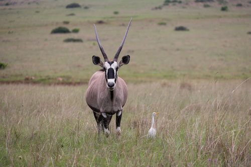 Free A majestic oryx stands in the African savanna accompanied by an egret. Stock Photo