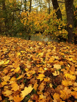 A captivating view of golden autumn leaves covering the forest floor in Alsace.