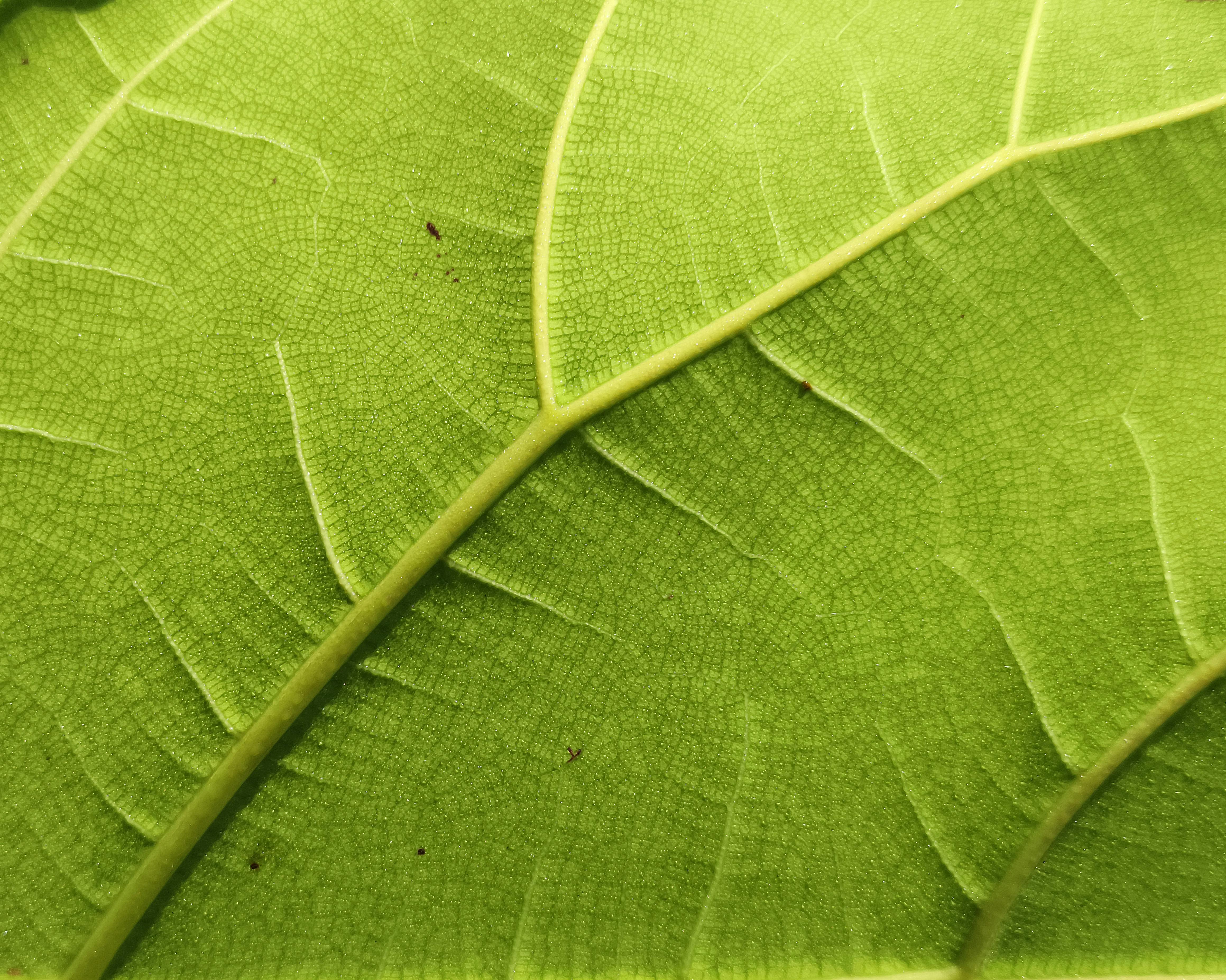 Redes de veias híbridas em folhas revelam novo modelo de design biológico