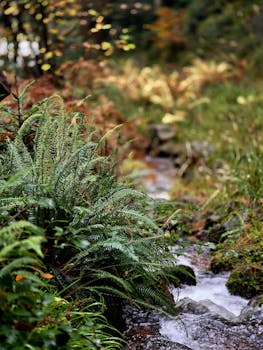 Serene autumn scene of a forest stream flowing through ferns in Wangenbourg-Engenthal, France.