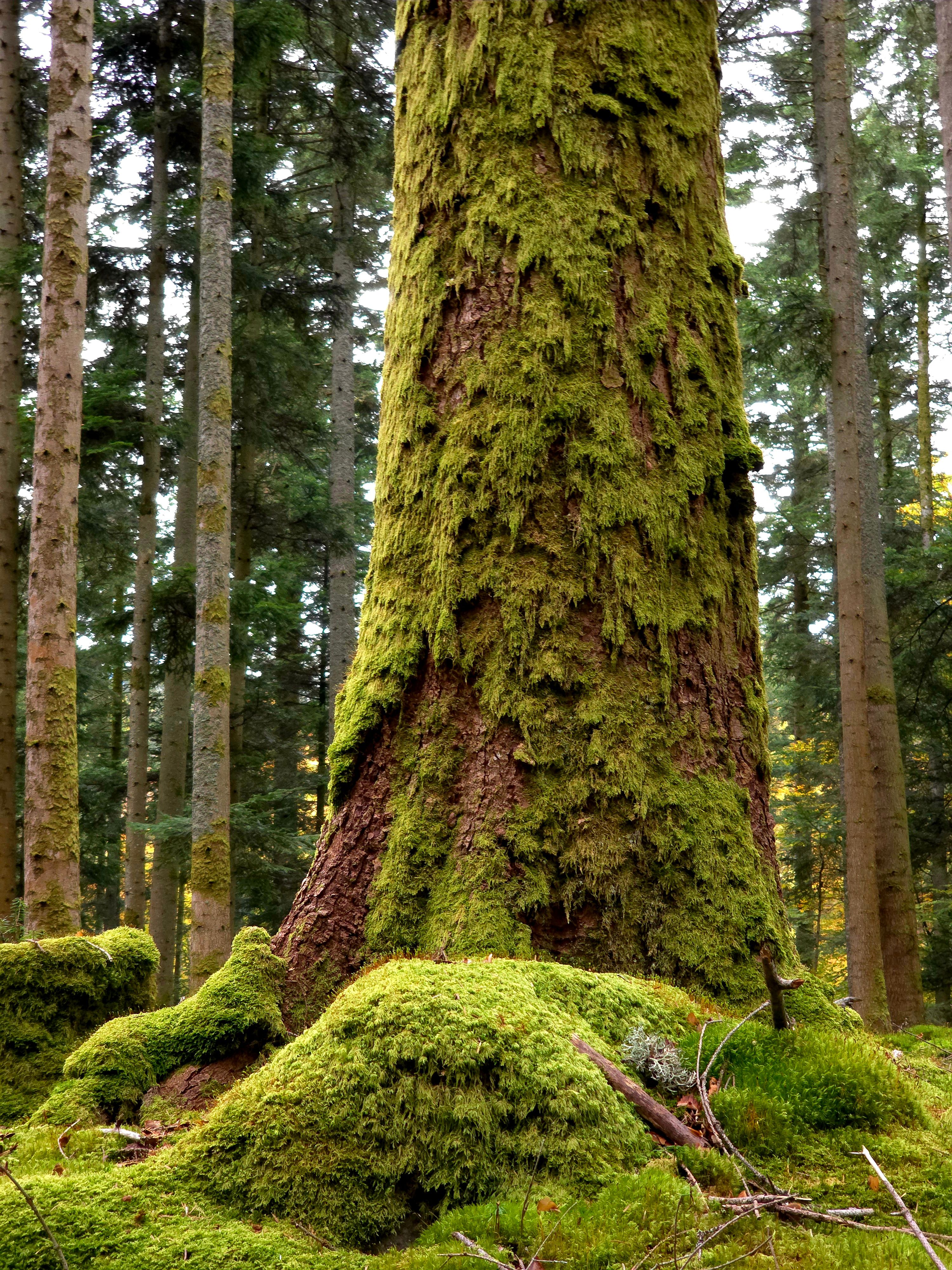 A towering moss-covered tree in a lush, serene forest in Wangenbourg-Engenthal, France.. pexels, towering, moss