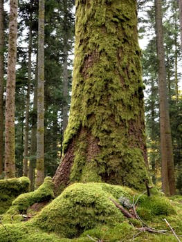 A towering moss-covered tree in a lush, serene forest in Wangenbourg-Engenthal, France.