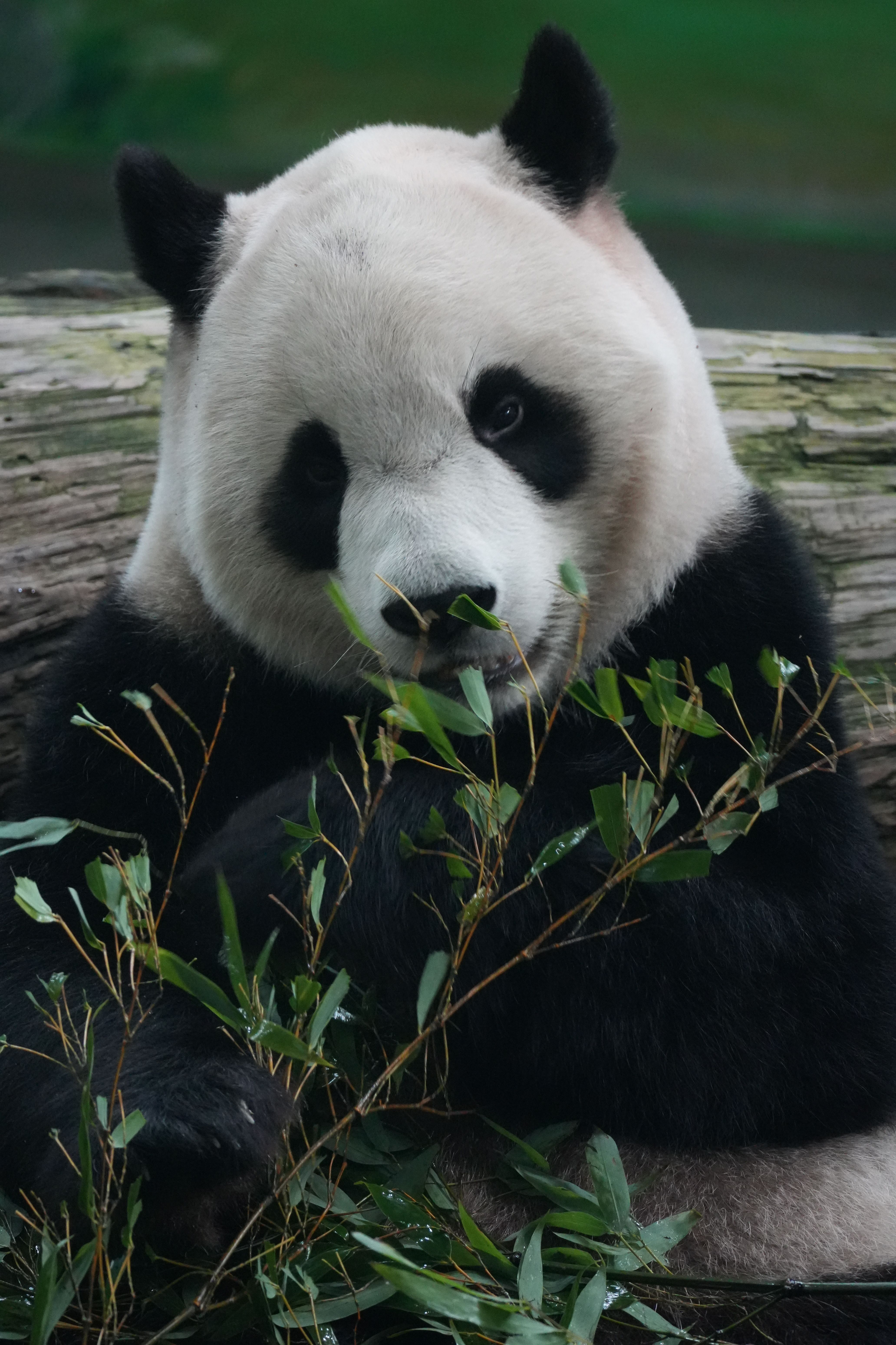 Adorable giant panda enjoying a bamboo snack in a lush forest setting, embodying wildlife and nature.