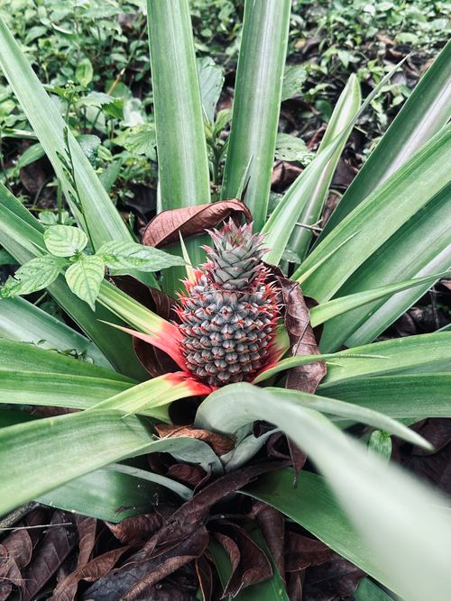 Free pineapple growing  Stock Photo