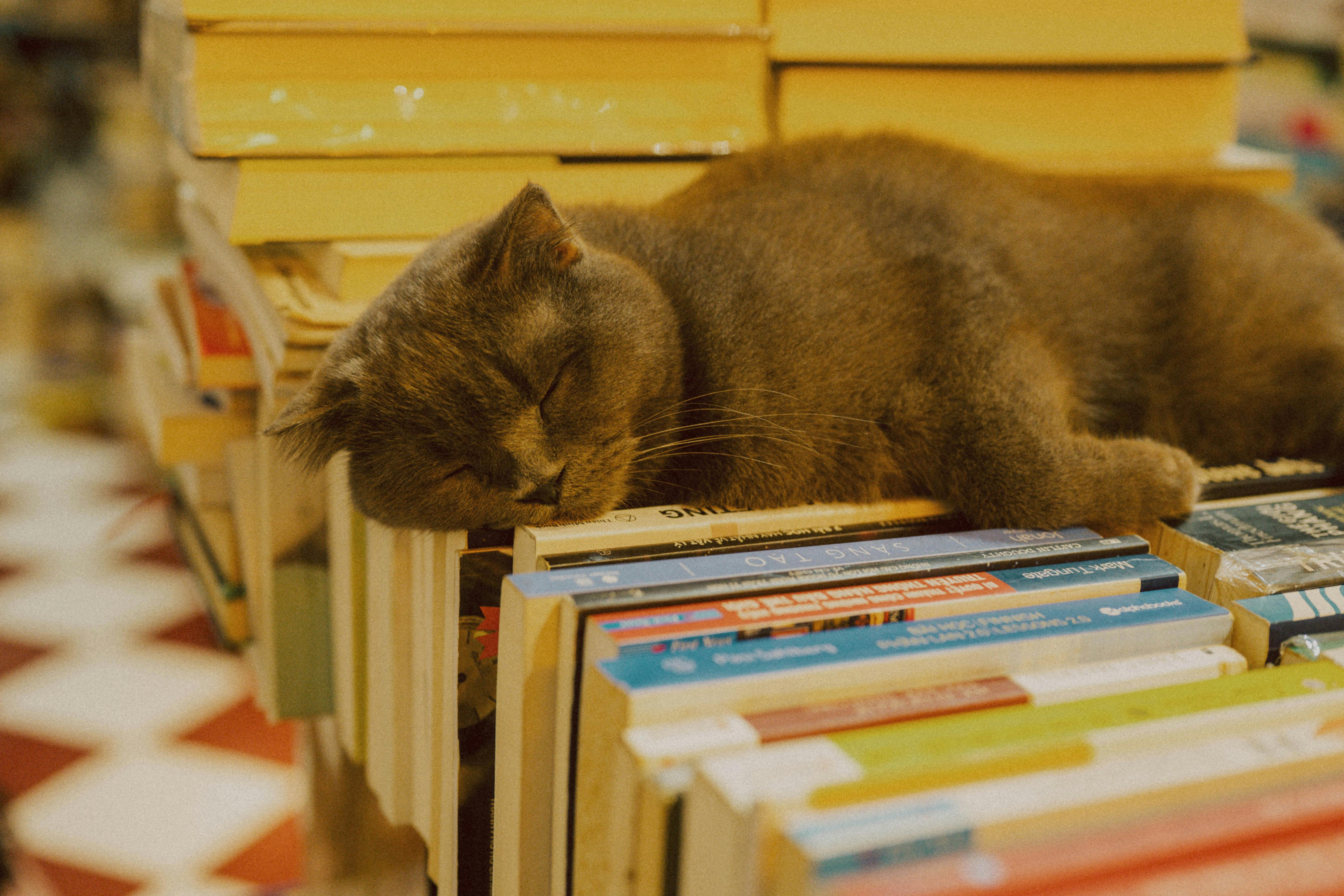 Unveiling the Science of Lucid Dreaming: Taking Control of Your Dreamscape