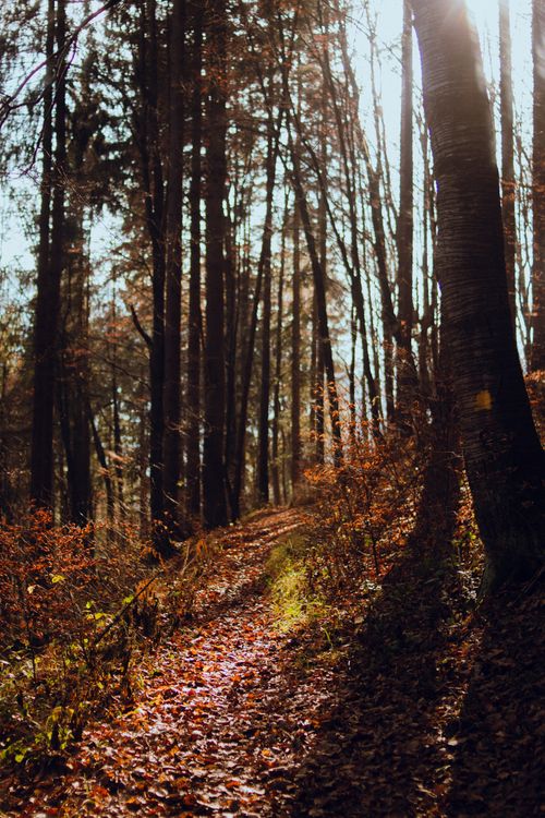 Free Tranquil autumn forest path with sunlit leaves and towering trees. Stock Photo