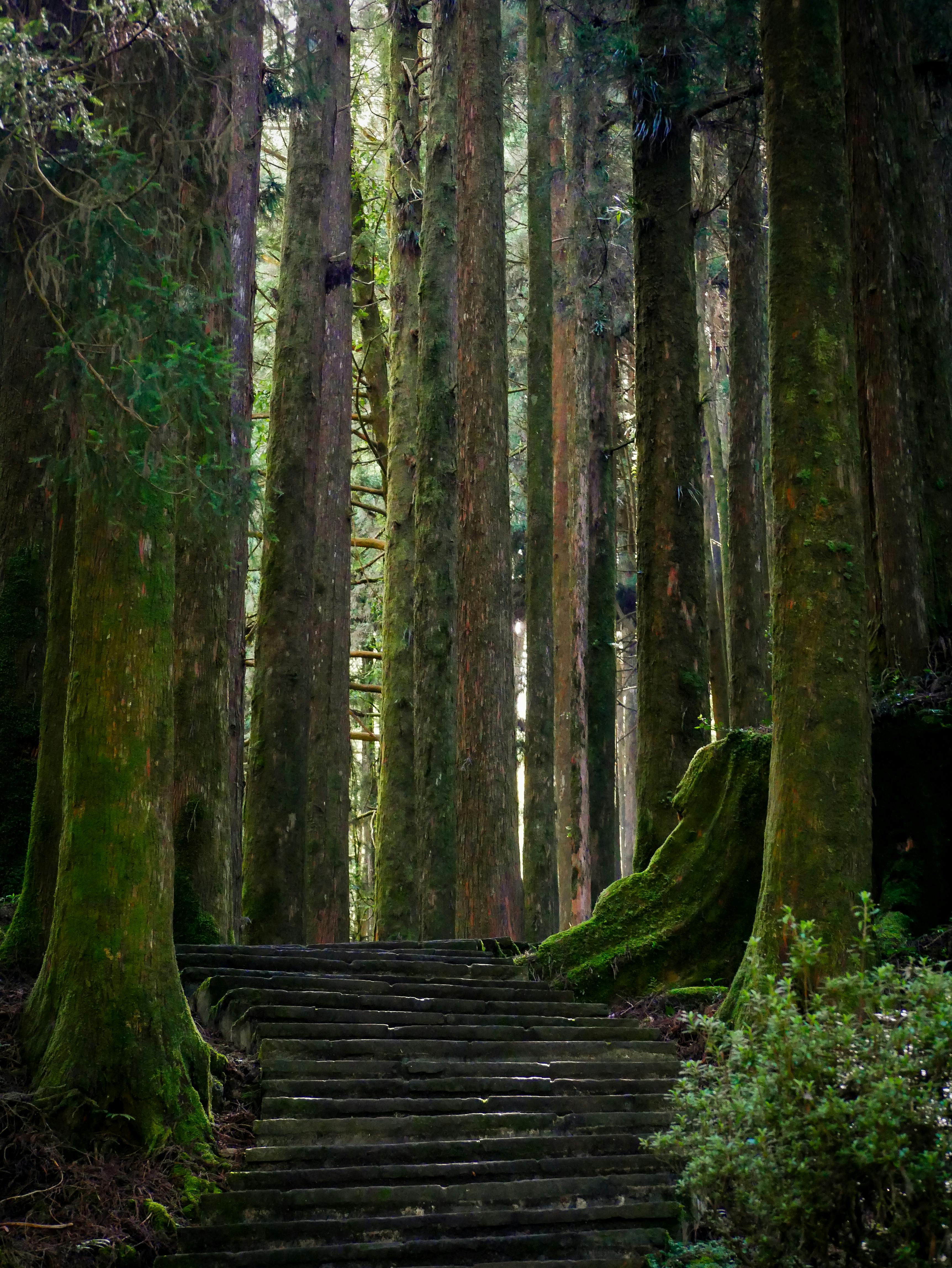 Peaceful forest path surrounded by towering trees and lush greenery, perfect for nature retreats.