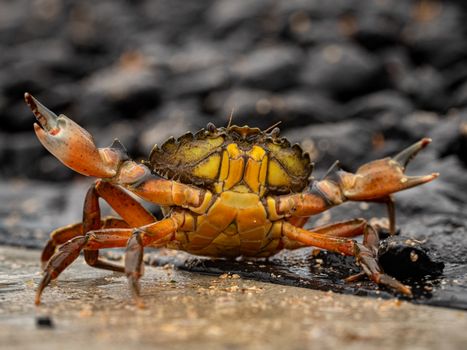 Macro photo of a colorful shore crab on Canvey Island, showcasing its natural habitat.