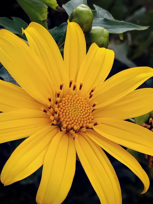 Free Bright yellow sunflower with detailed petals in a close-up view, showcasing its vibrant natural beauty. Stock Photo