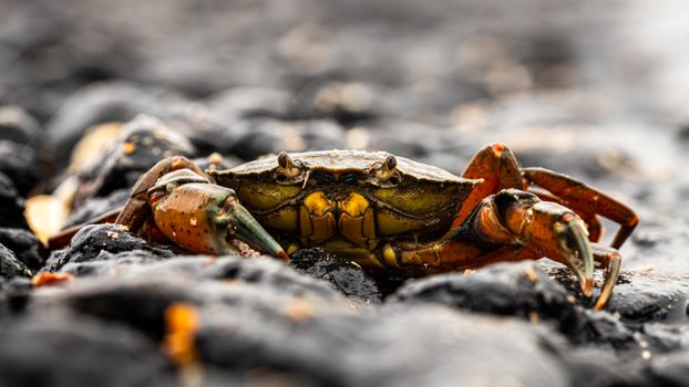 Close-up of a crab on wet rocks at Canvey Island, highlighting its vibrant colors and natural habitat.