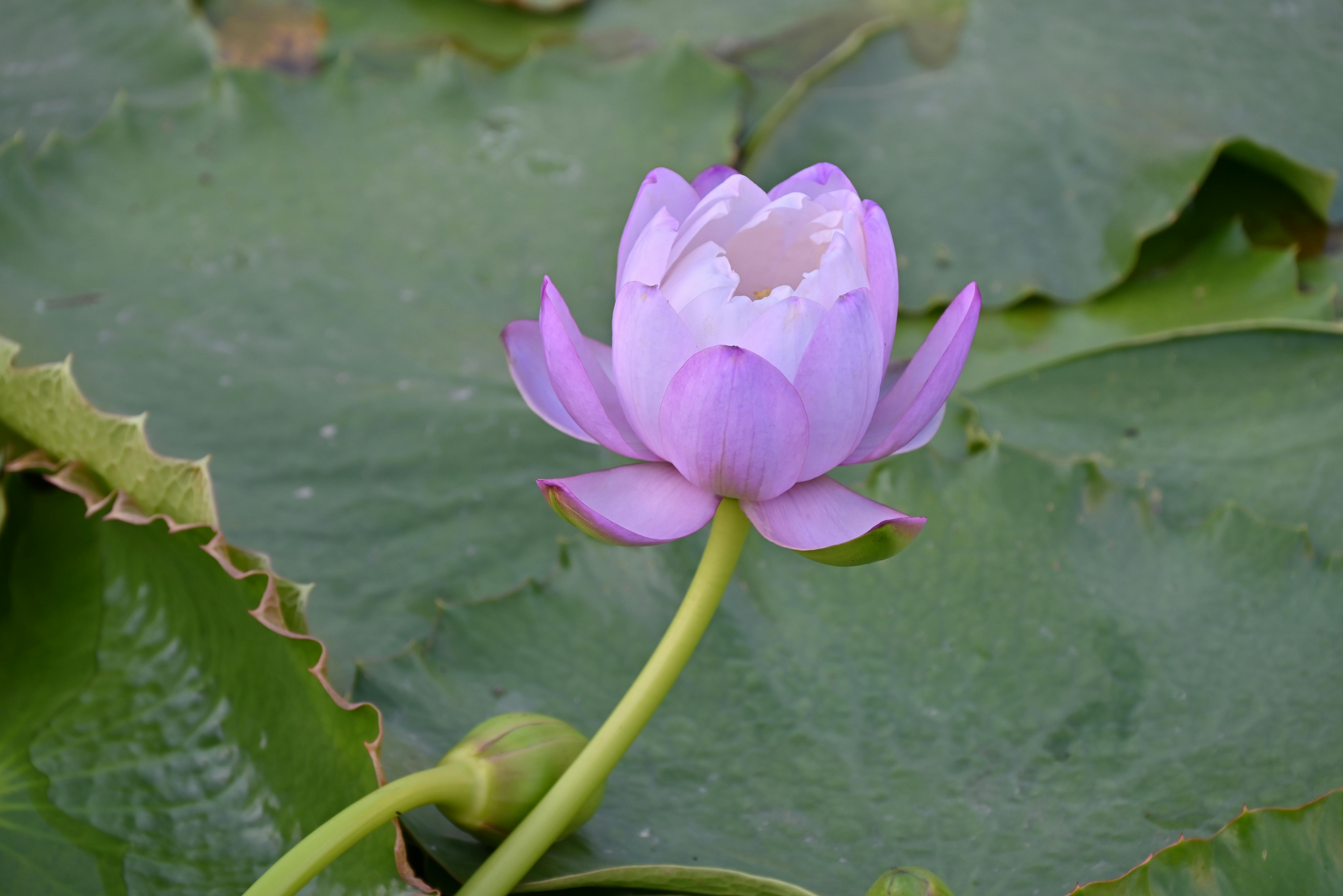 Discover Exotic Flower Mixes You Never Knew Existed