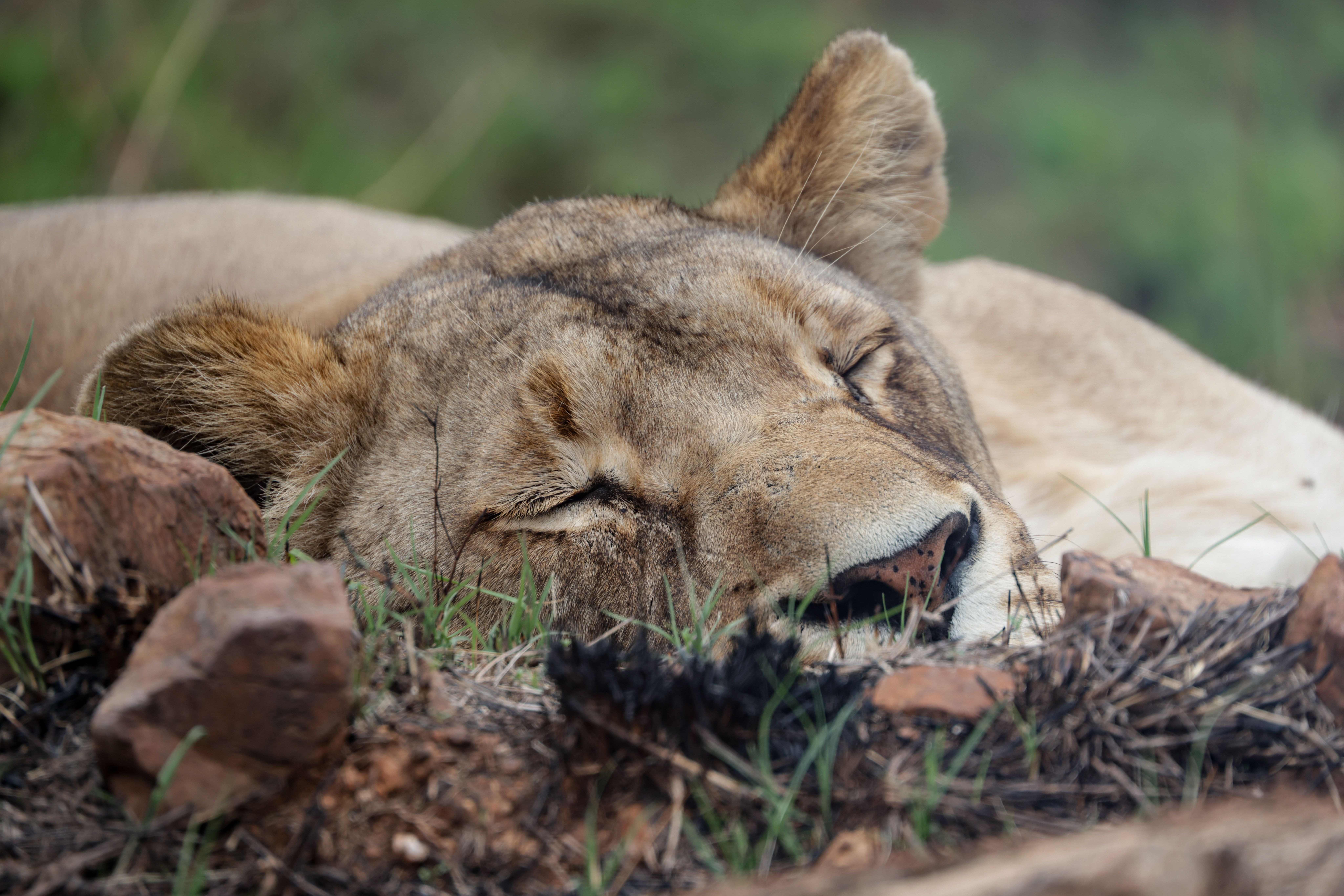 Lion Clock Photos, Download The BEST Free Lion Clock Stock Photos & HD ...